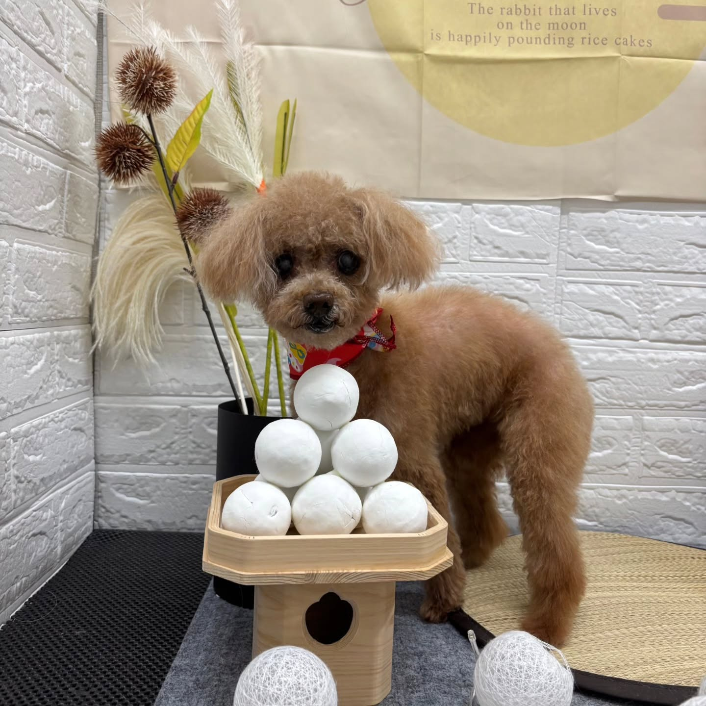 🌾🌾🌾🌾🌾🌾🌾🌾