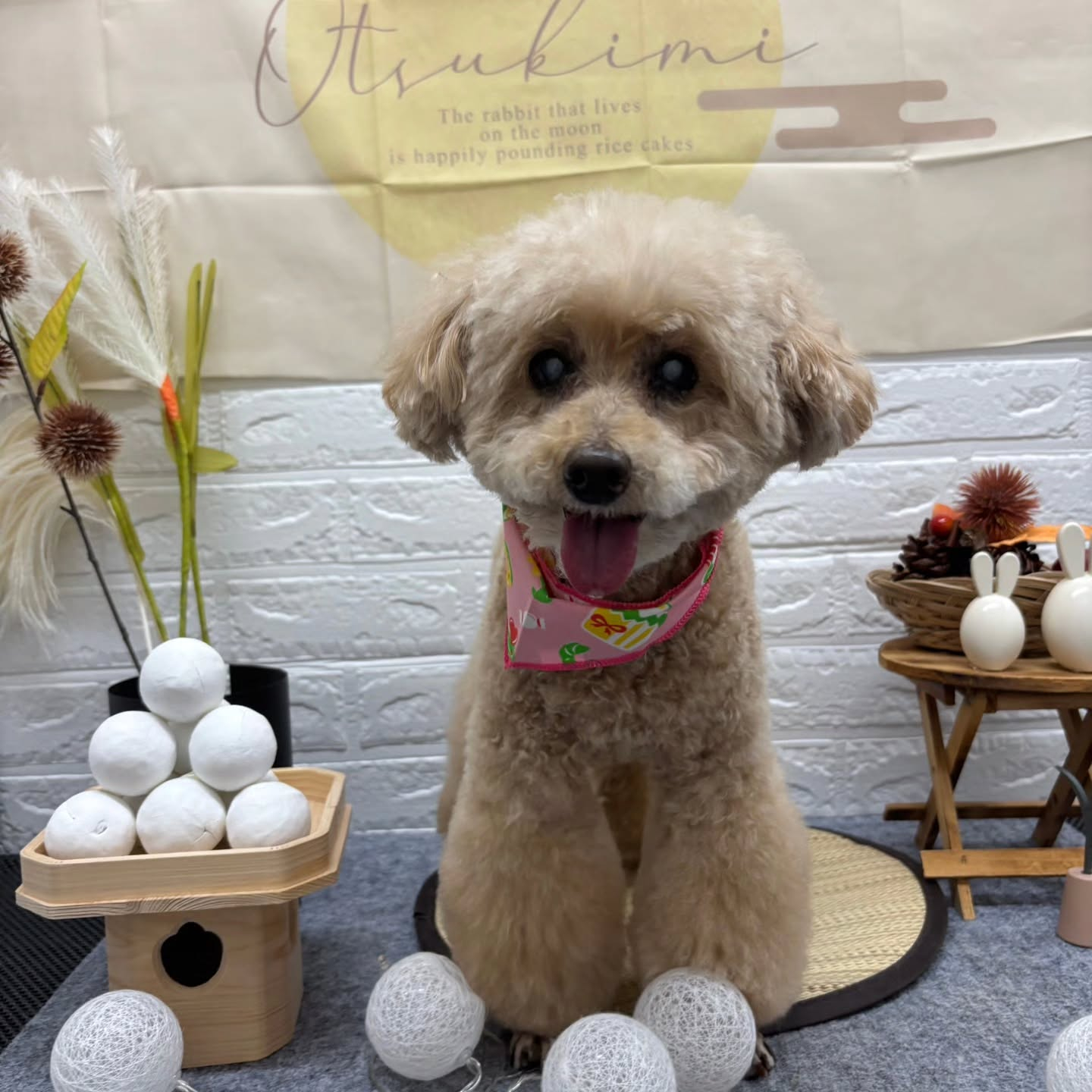 🌾🌾🌾🌾🌾🌾🌾🌾