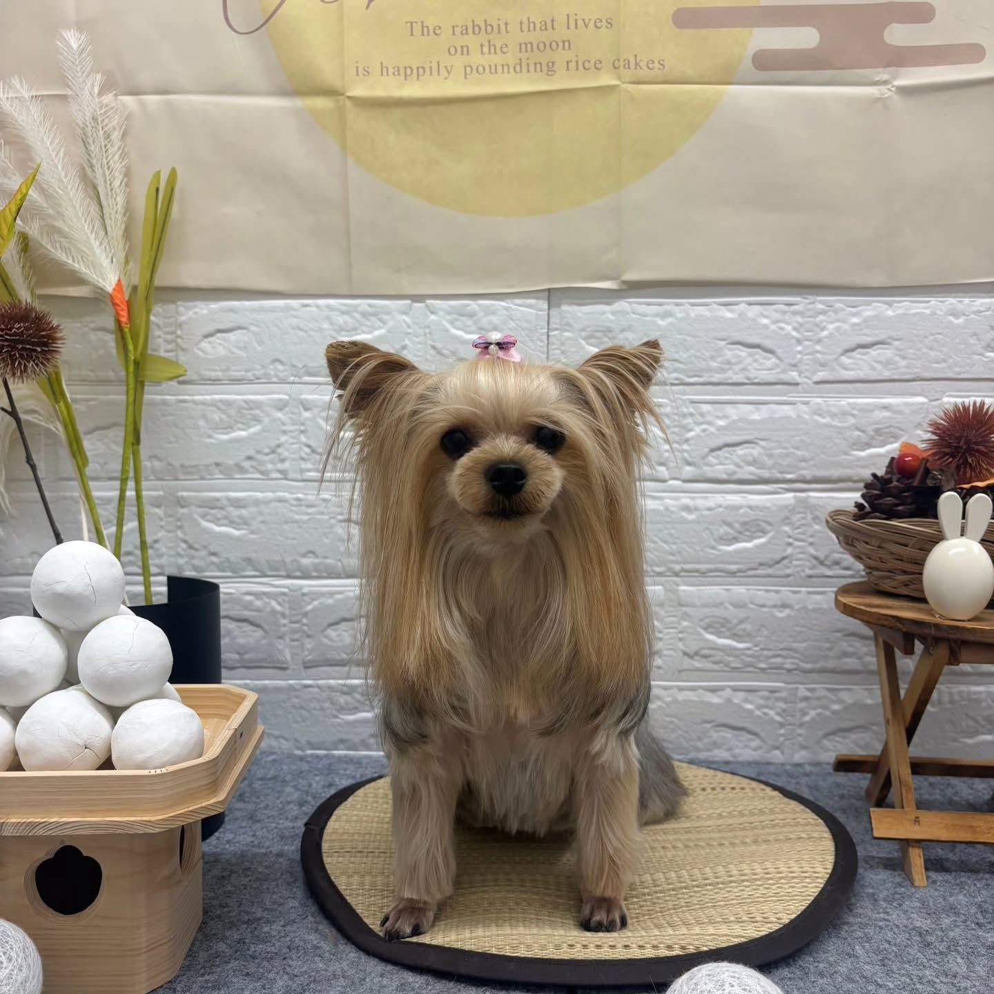 🌾🌾🌾🌾🌾🌾🌾🌾