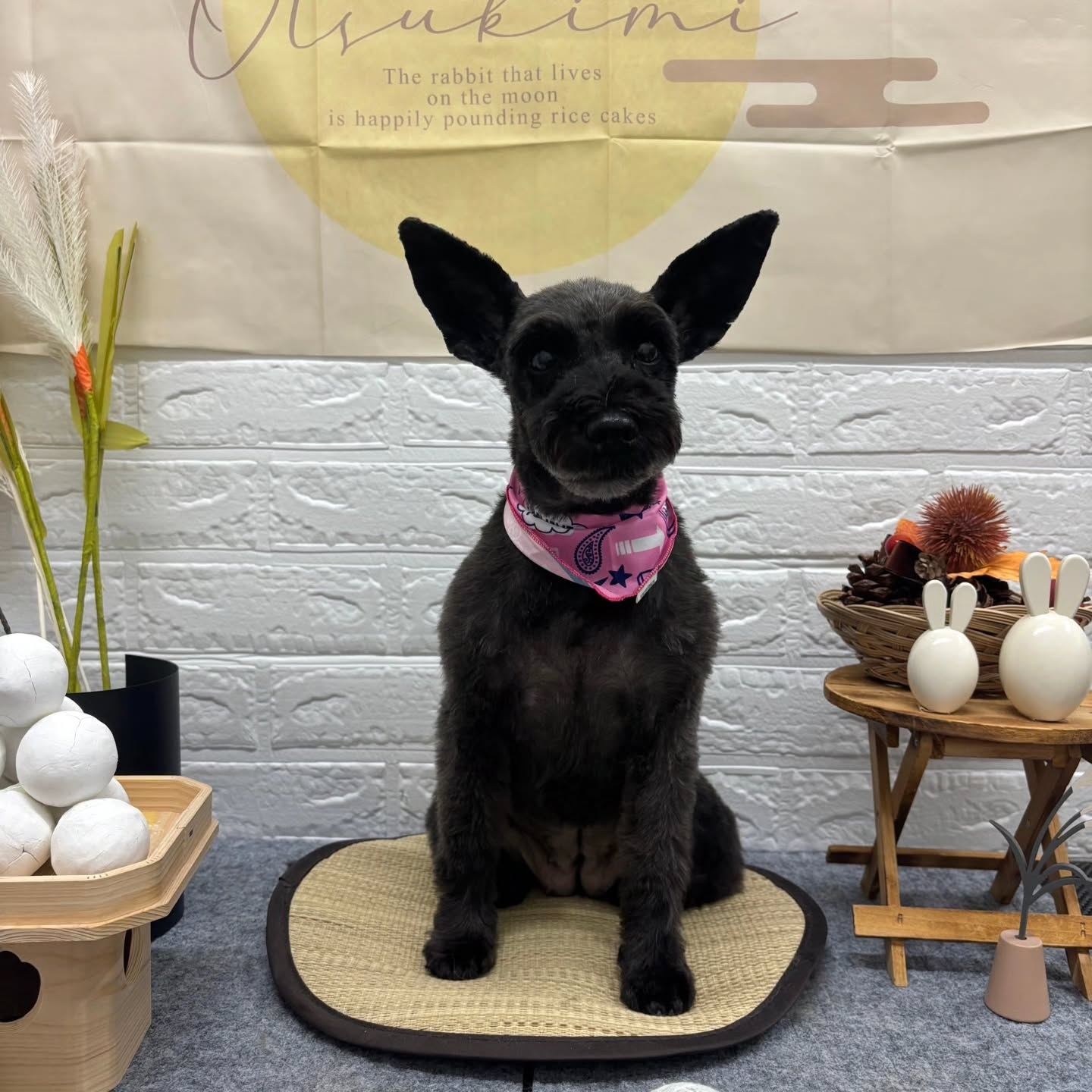 🌾🌾🌾🌾🌾🌾🌾🌾