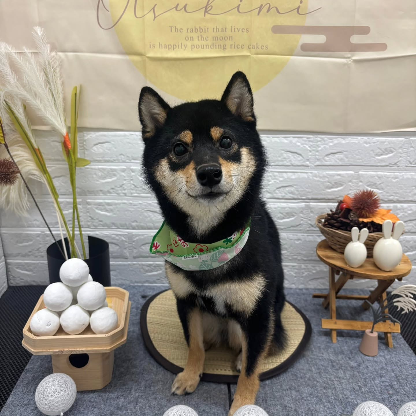 🌾🌾🌾🌾🌾🌾🌾🌾