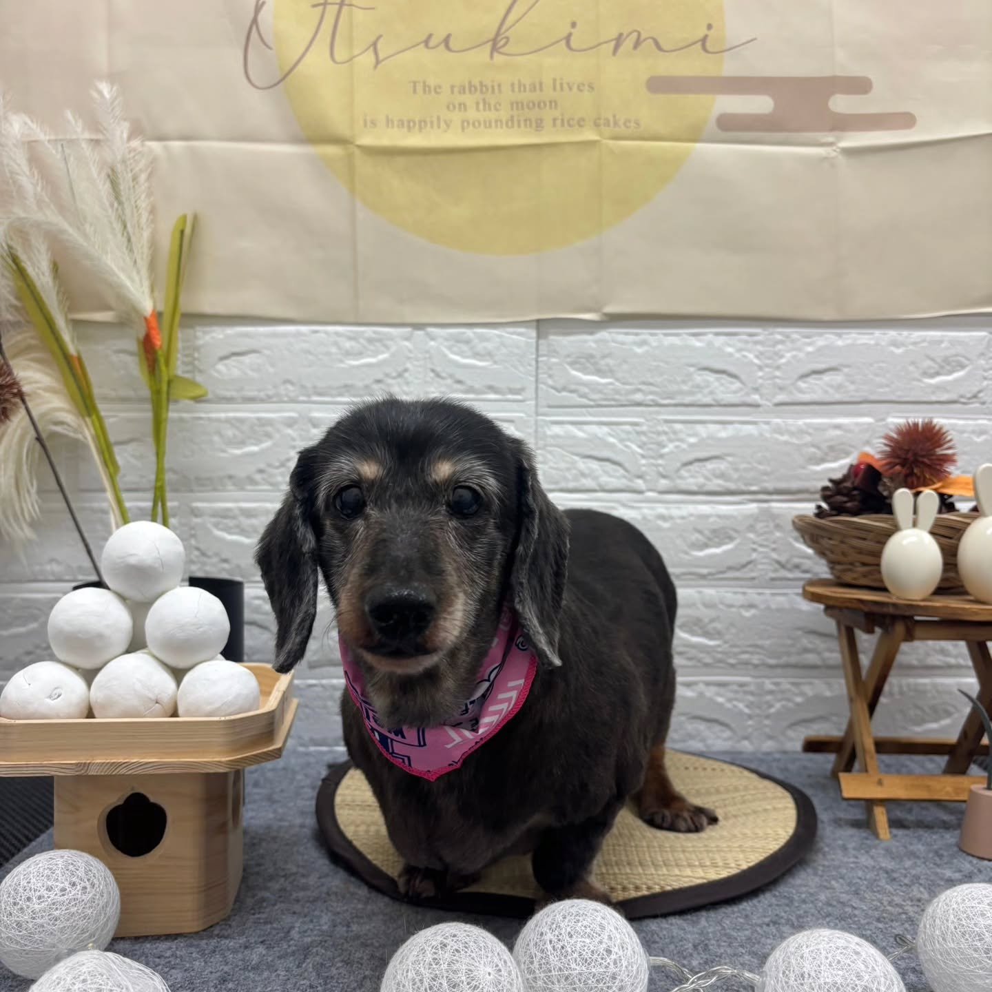 🌾🌾🌾🌾🌾🌾🌾🌾