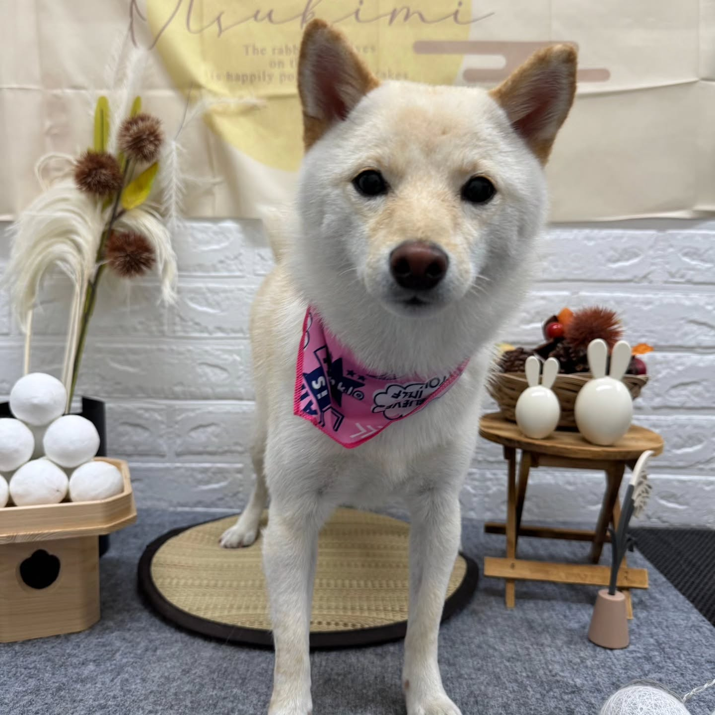 🌝🌝🌝🌝🌝🌝🌝🌝