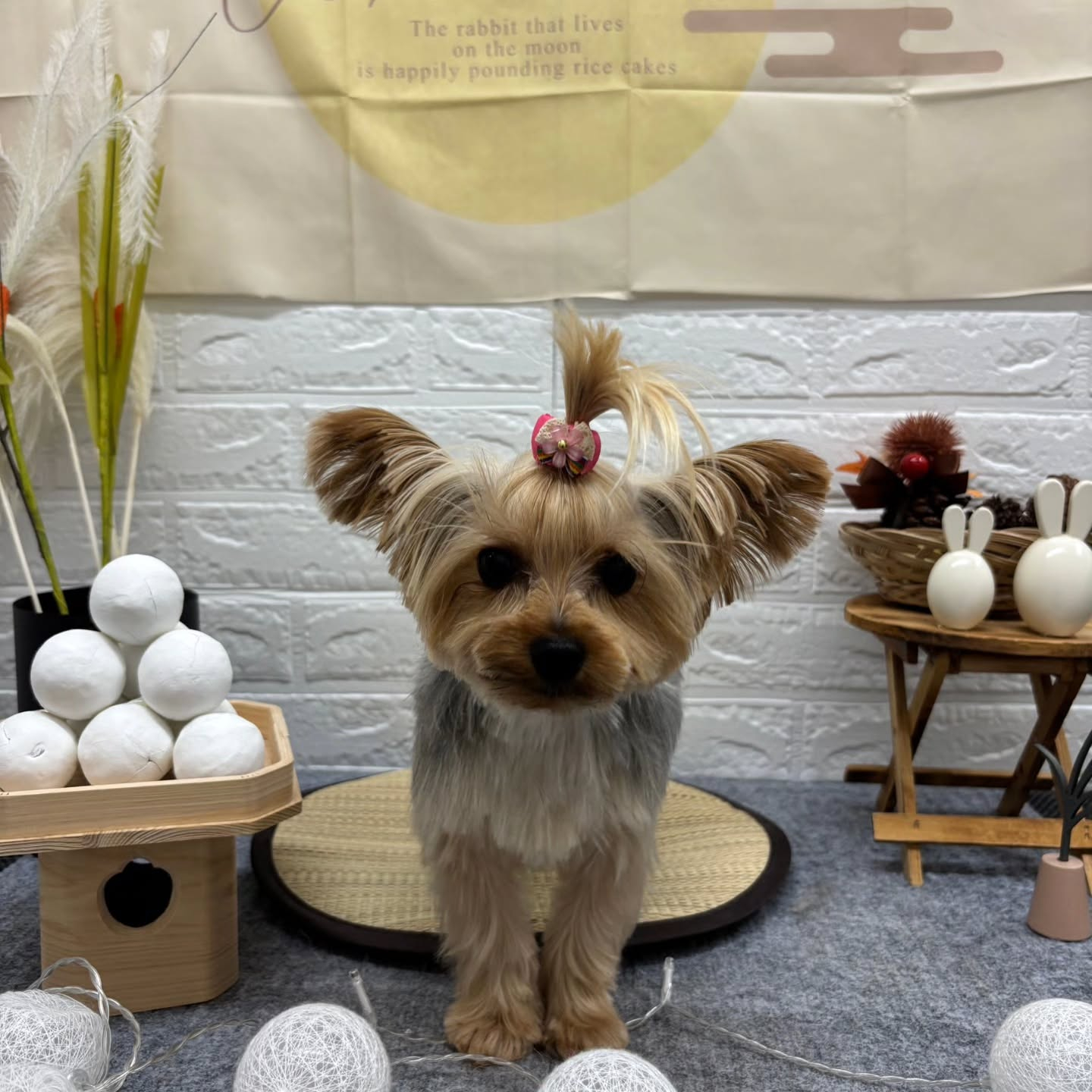 🌝🌝🌝🌝🌝🌝🌝🌝