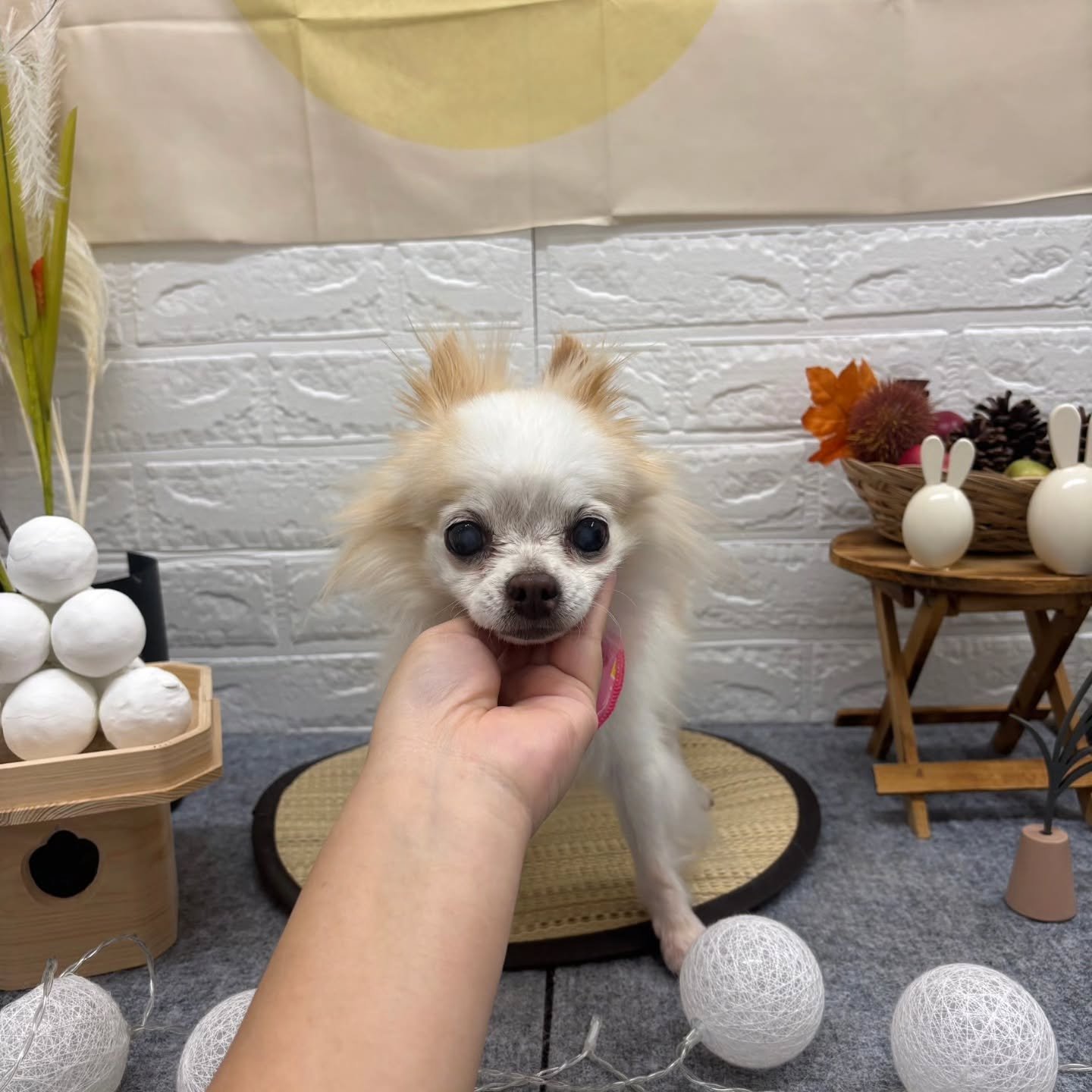 🌝🌝🌝🌝🌝🌝🌝🌝