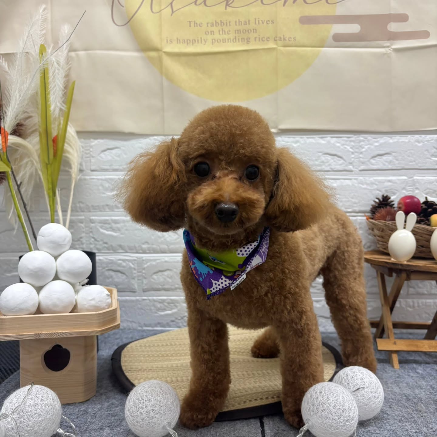 🌝🌝🌝🌝🌝🌝🌝🌝