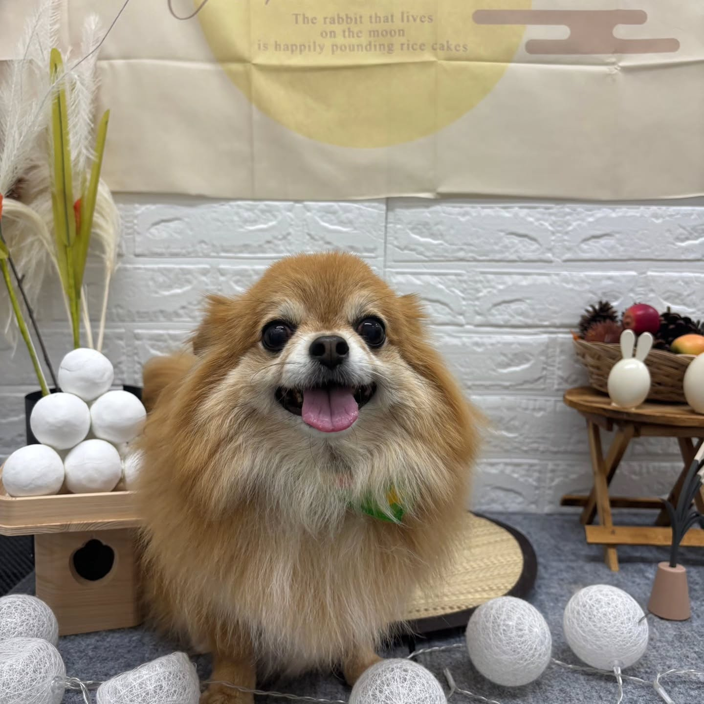 🌝🌝🌝🌝🌝🌝🌝🌝