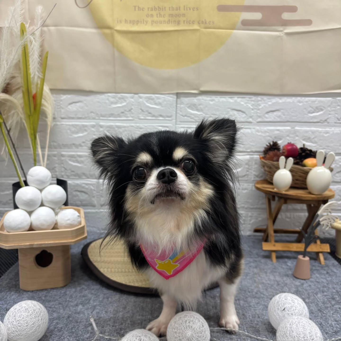 🌝🌝🌝🌝🌝🌝🌝🌝