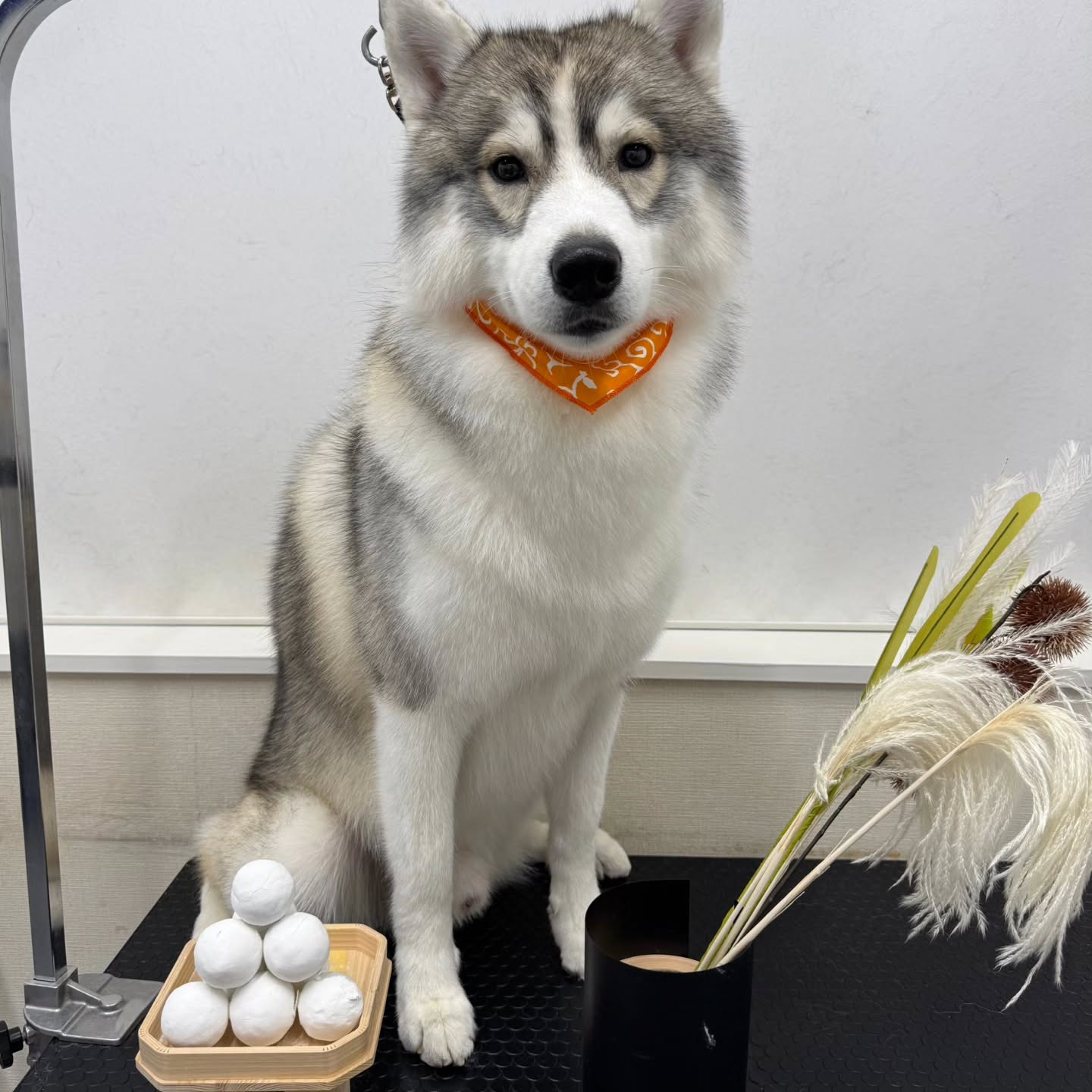 🌝🌝🌝🌝🌝🌝🌝🌝