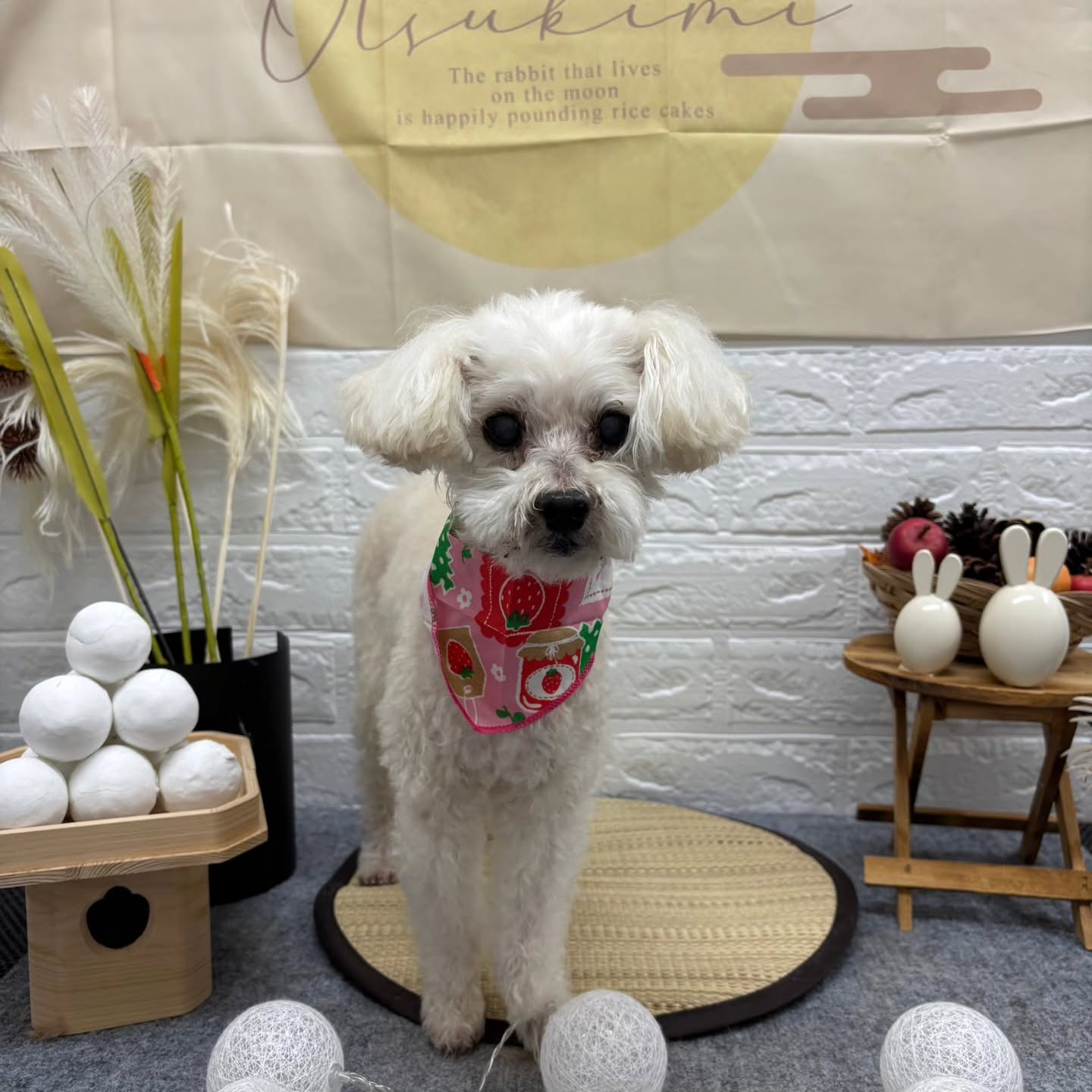 🌝🌝🌝🌝🌝🌝🌝🌝