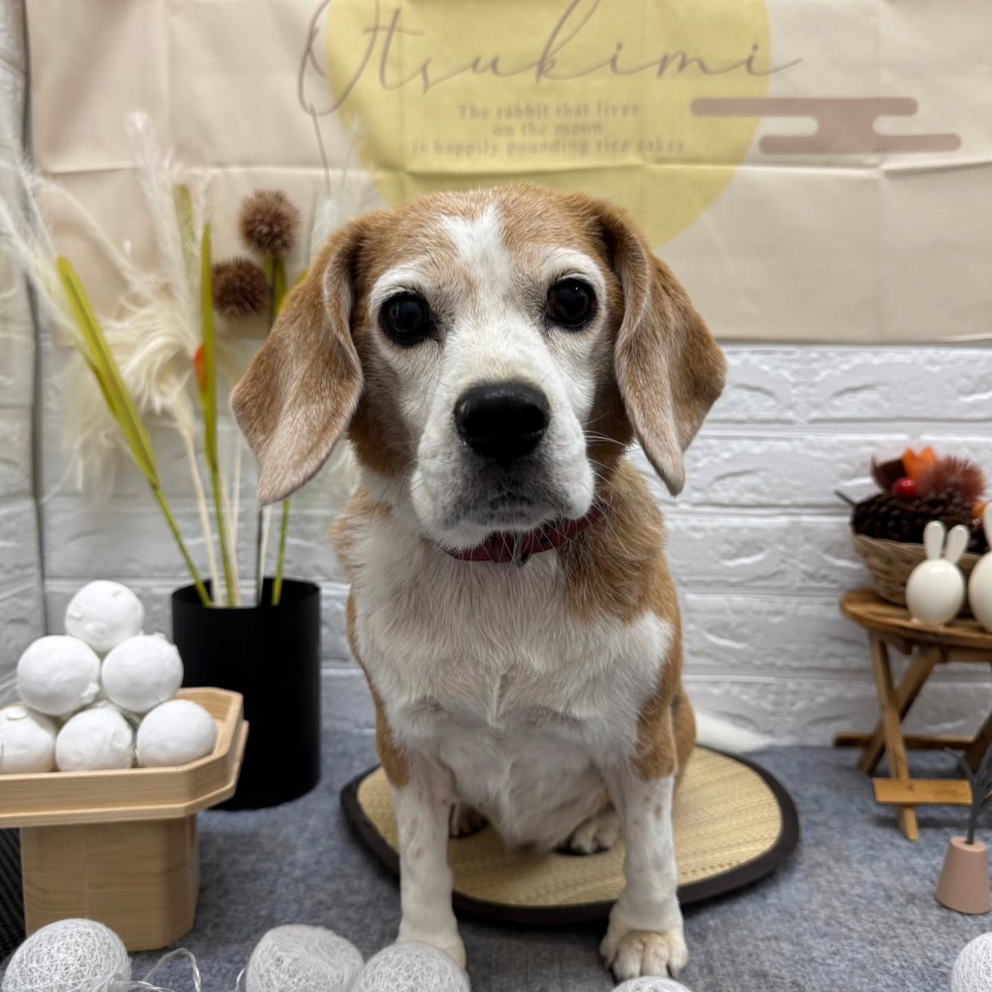 🌝🌝🌝🌝🌝🌝🌝🌝