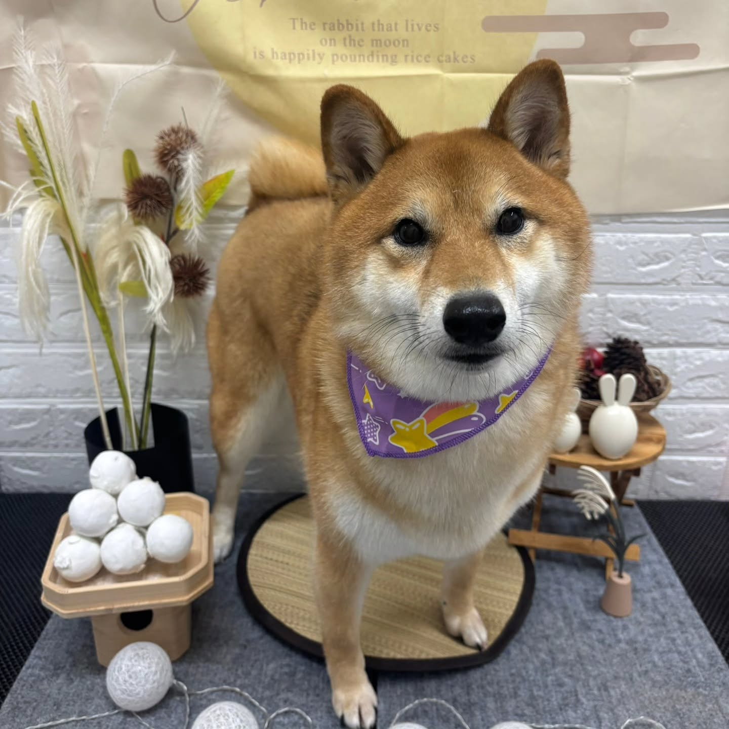 🌝🌝🌝🌝🌝🌝🌝🌝