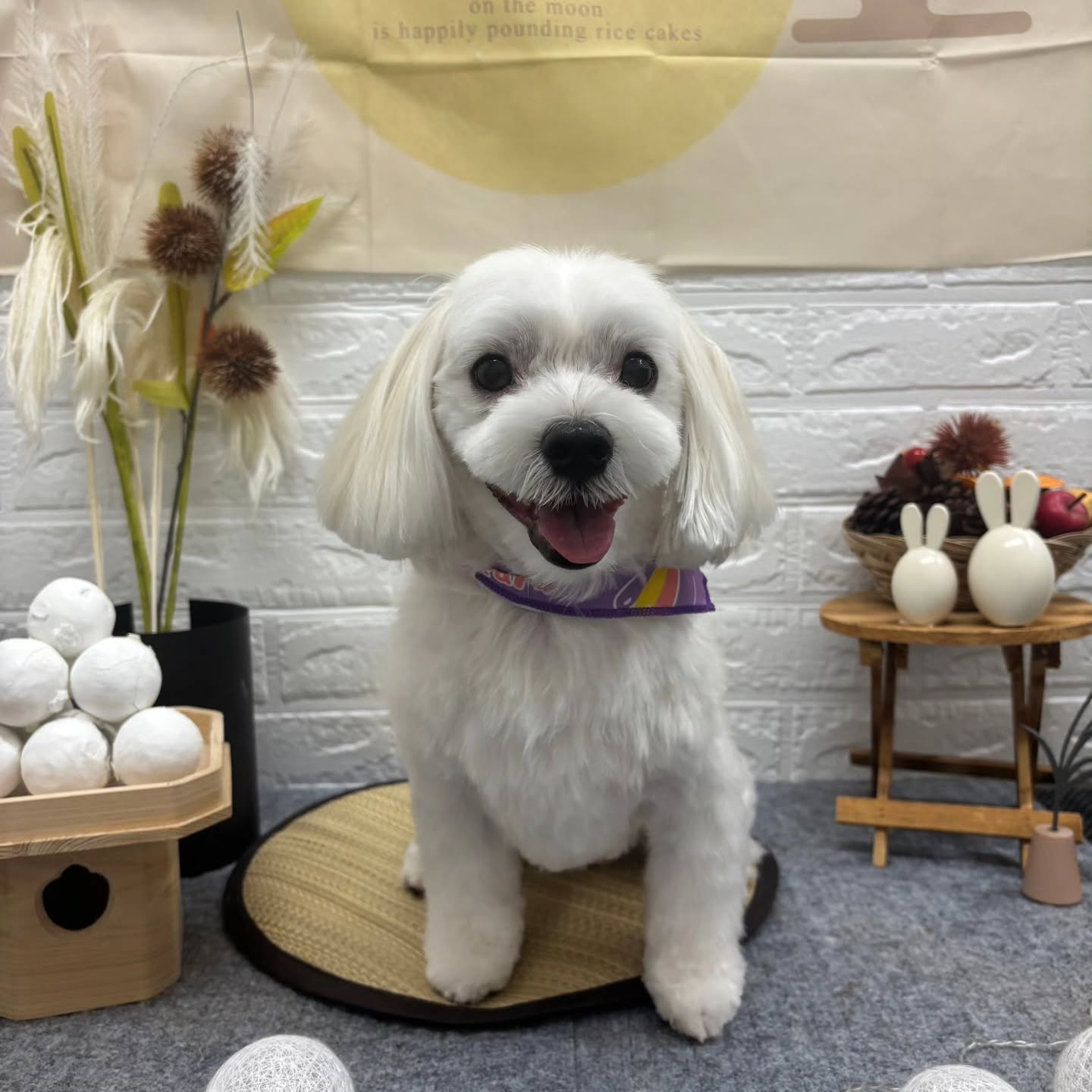 🌝🌝🌝🌝🌝🌝🌝🌝