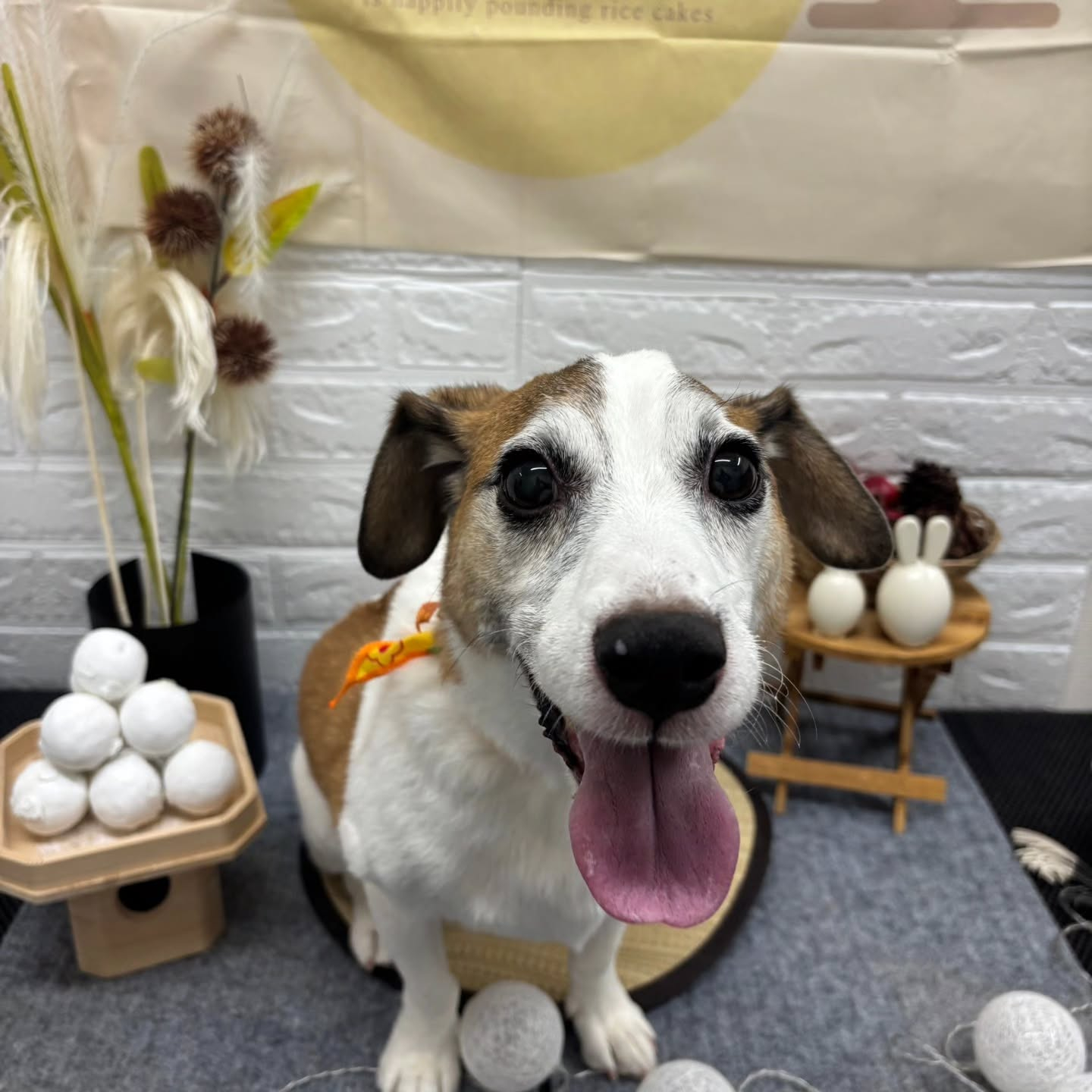 🌝🌝🌝🌝🌝🌝🌝🌝