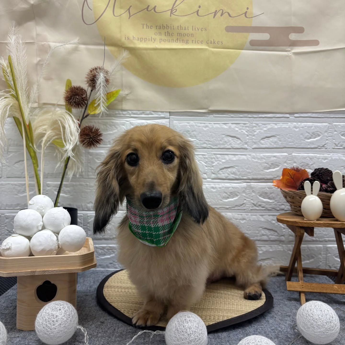 🌝🌝🌝🌝🌝🌝🌝🌝