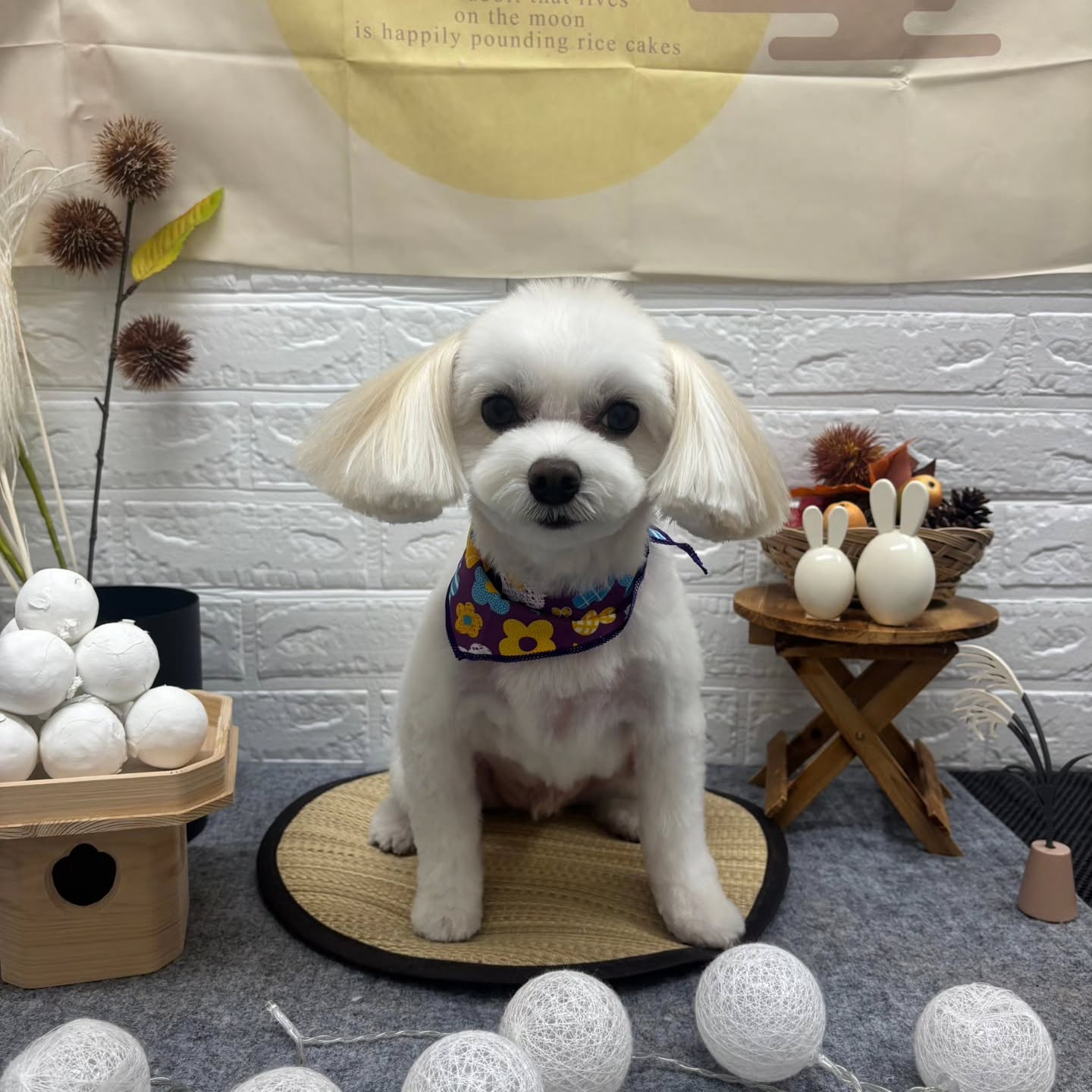 🌝🌝🌝🌝🌝🌝🌝🌝