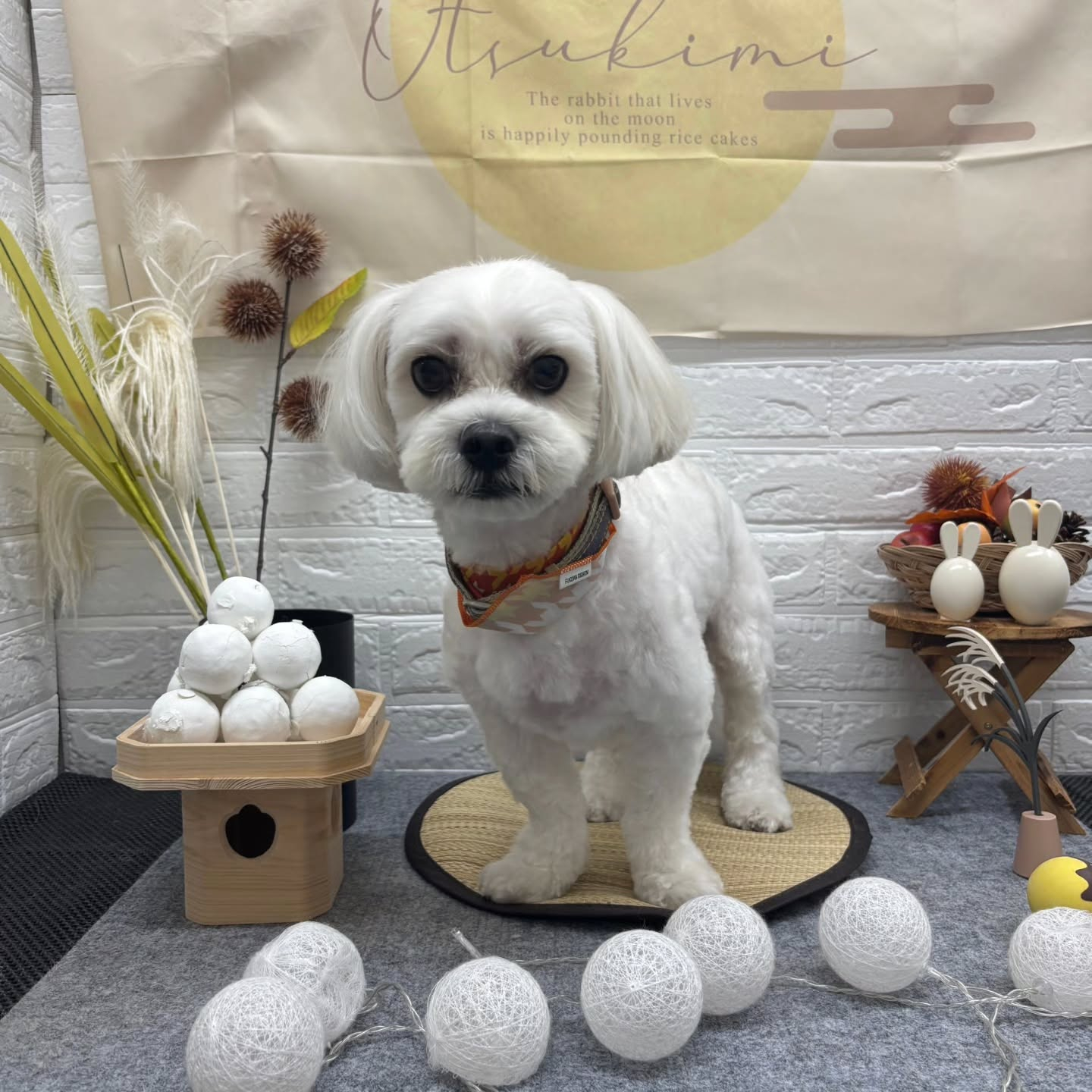 🌝🌝🌝🌝🌝🌝🌝🌝