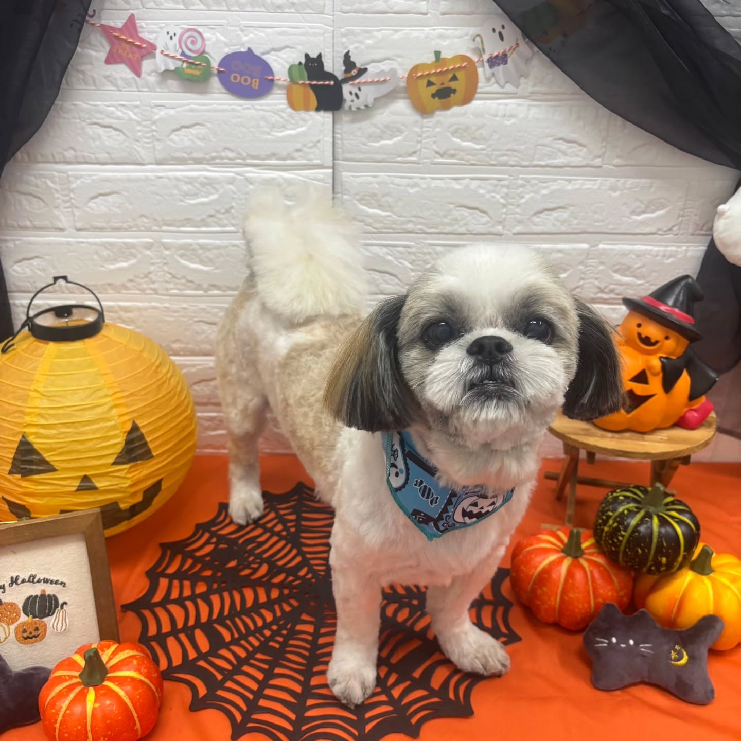 🎃🦇🕸🎃🦇🕸🎃🦇🕸