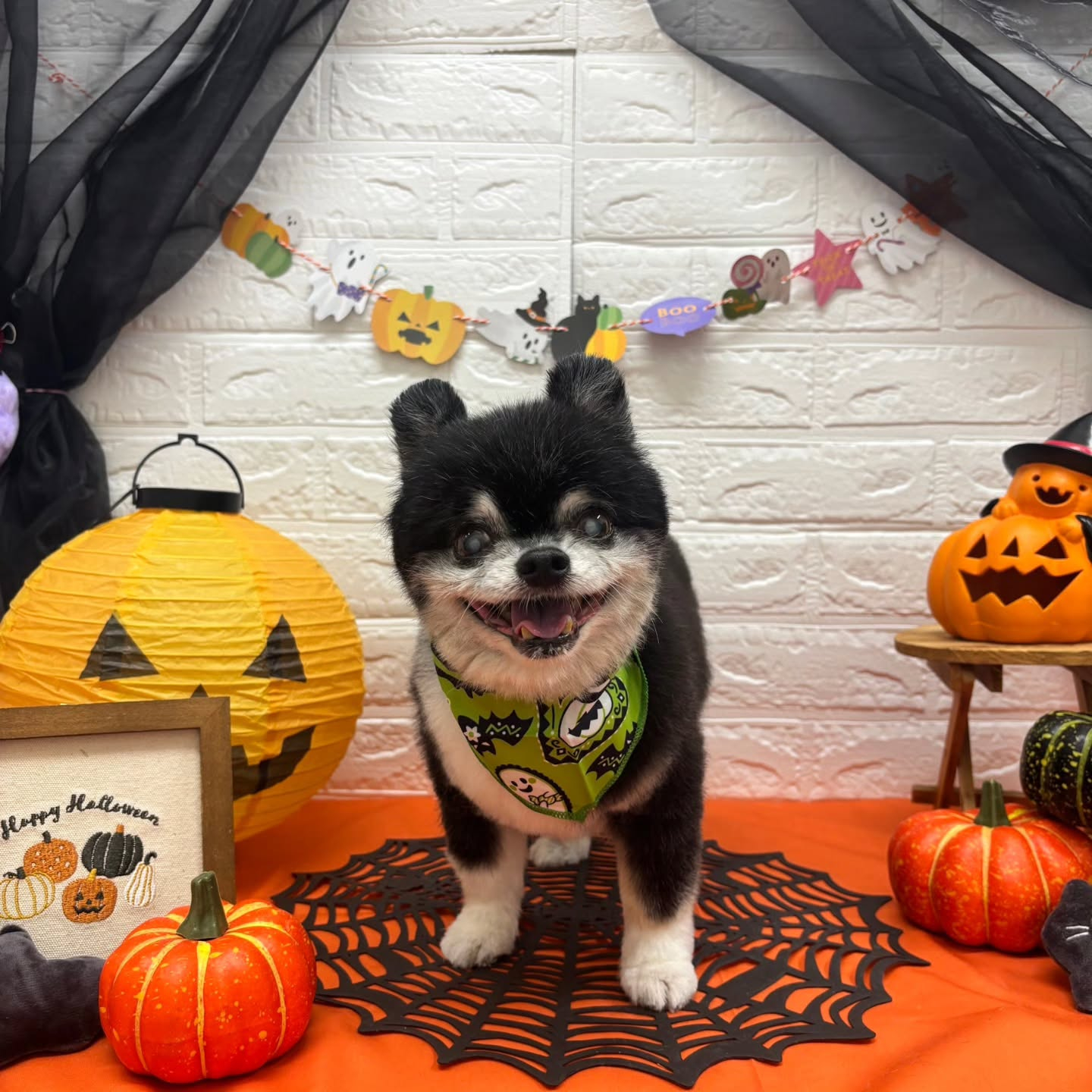 🎃🦇🕸🎃🦇🕸🎃🦇🕸