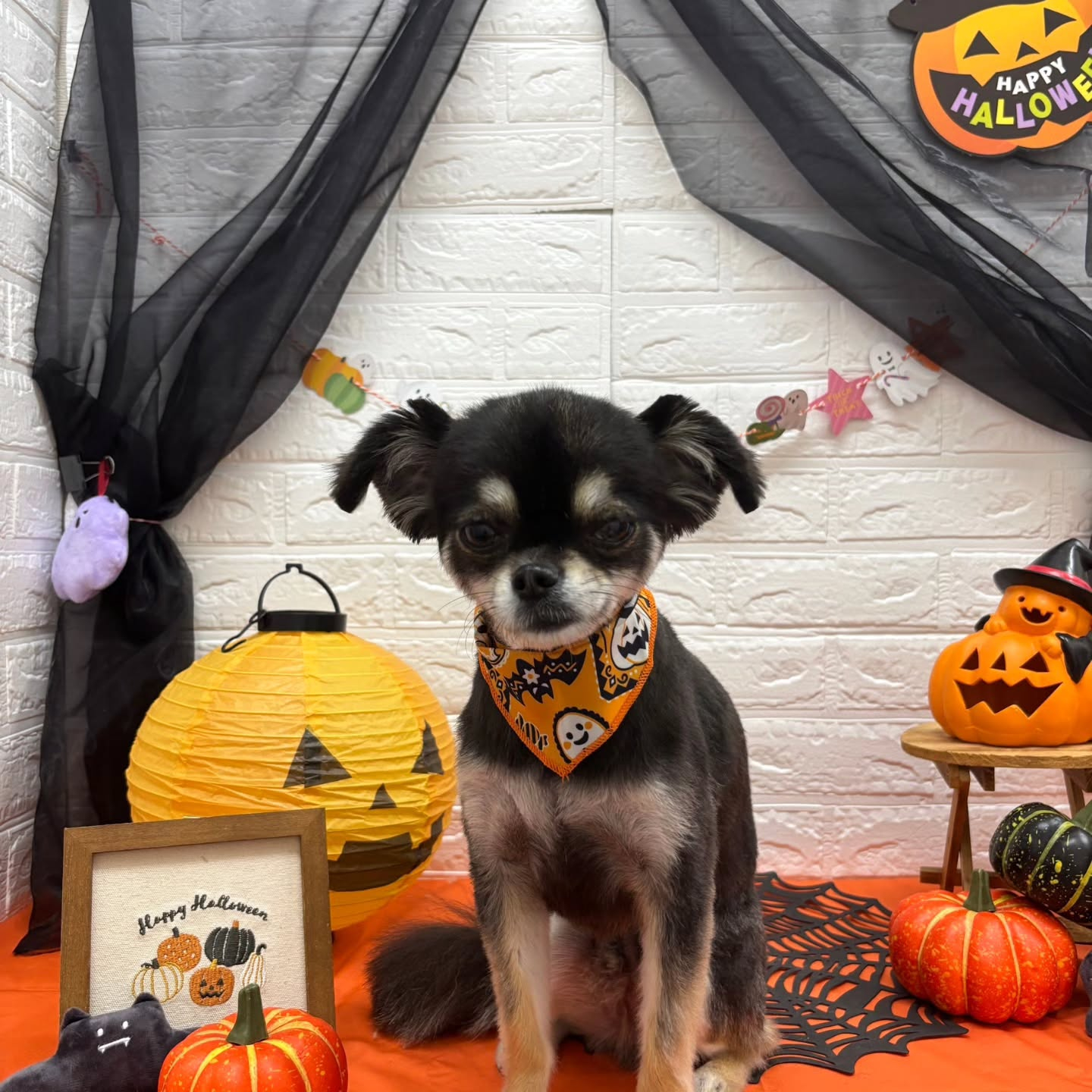 🎃🦇🕸🎃🦇🕸🎃🦇🕸