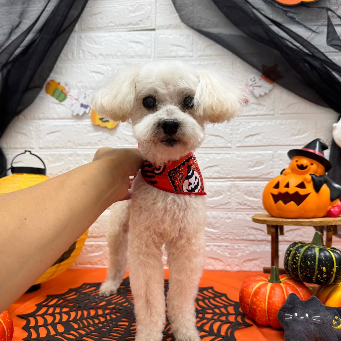 🎃🦇🕸🎃🦇🕸🎃🦇🕸