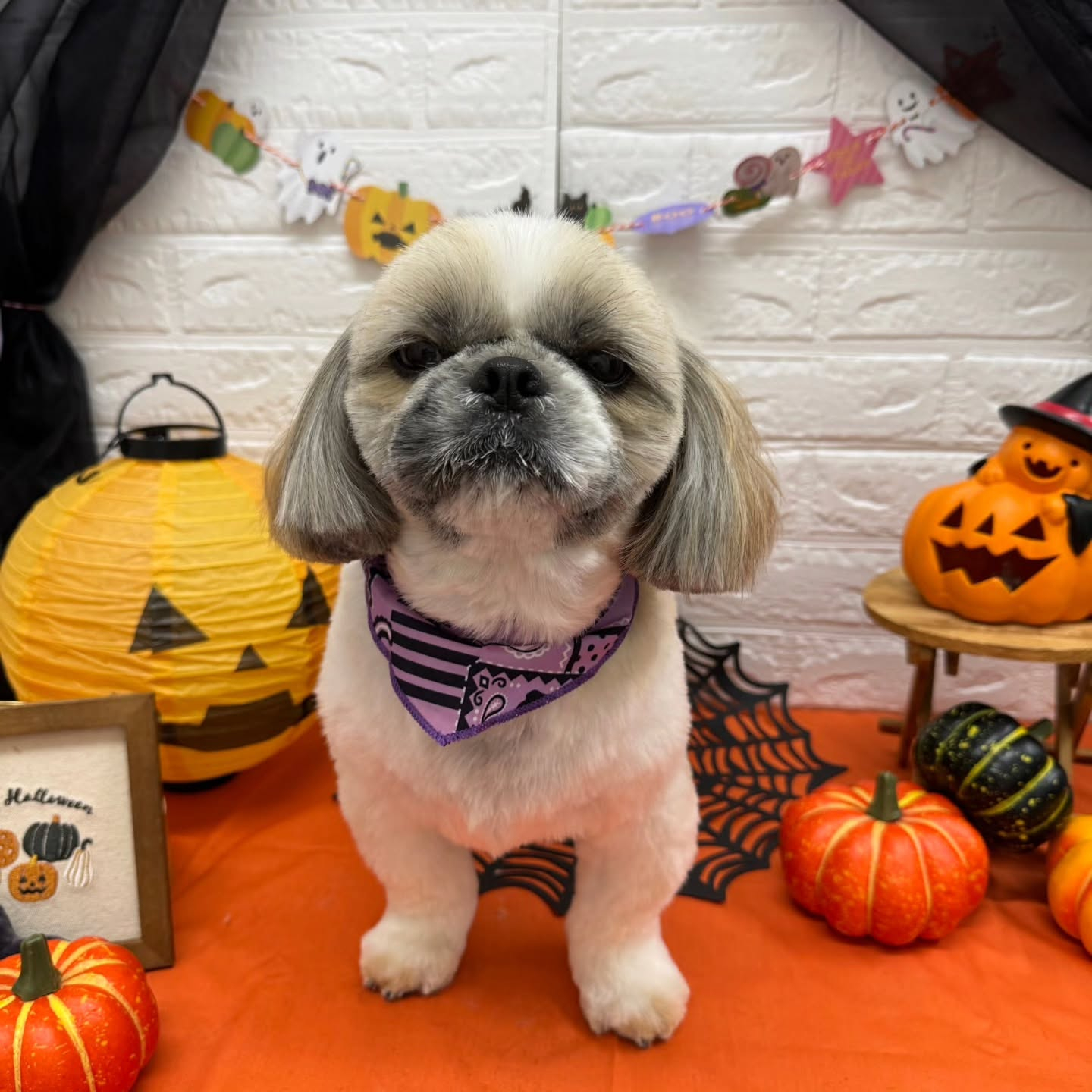 🎃🦇🕸🎃🦇🕸🎃🦇🕸