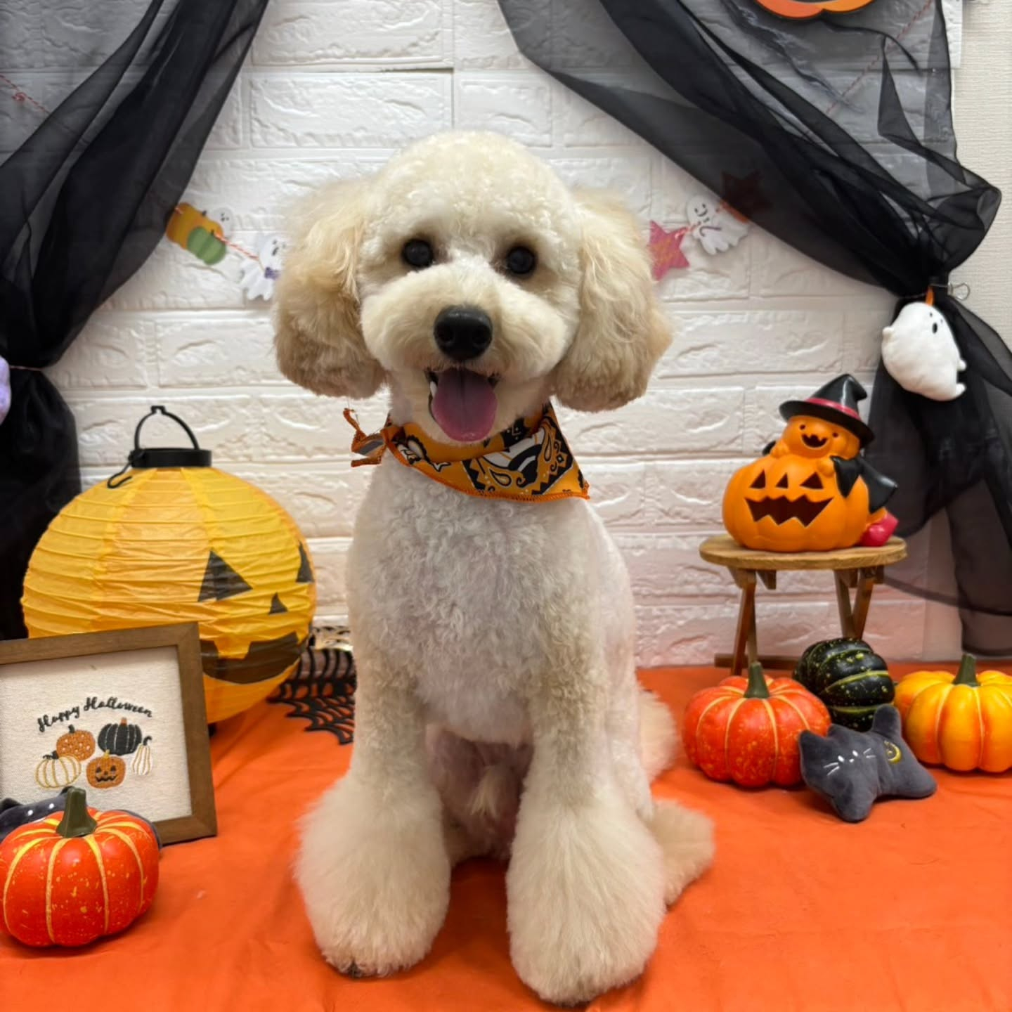 🎃🦇🕸🎃🦇🕸🎃🦇🕸