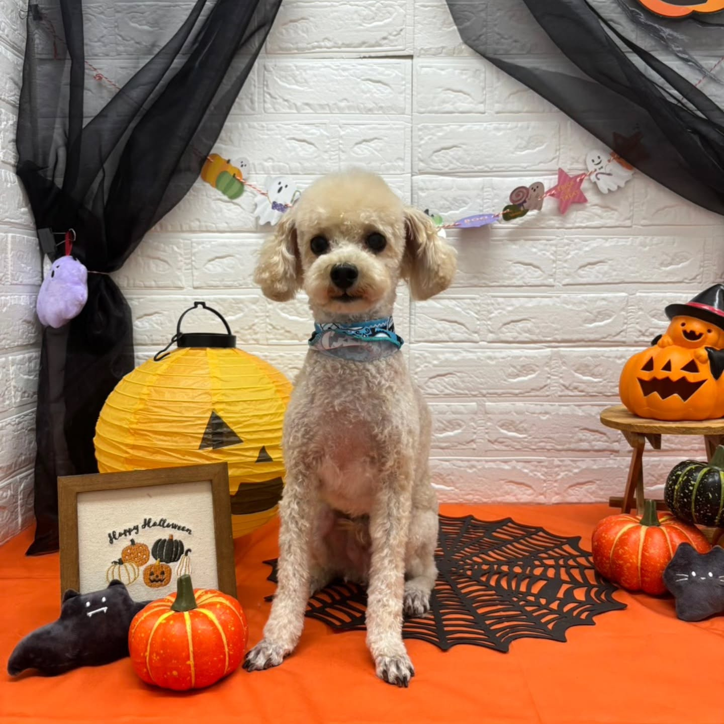 🎃🦇🕸🎃🦇🕸🎃🦇🕸