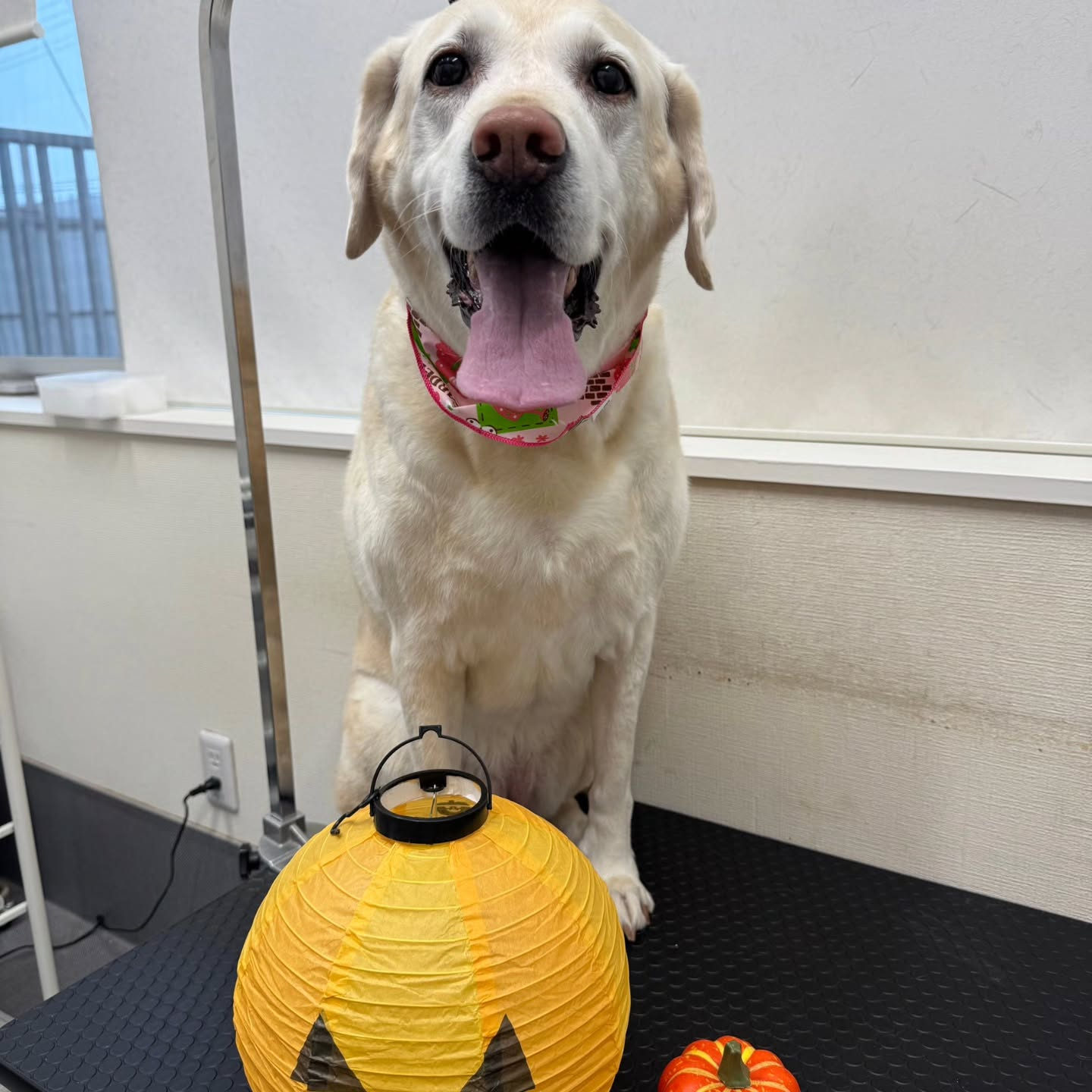 🎃🦇🕸🎃🦇🕸🎃🦇🕸