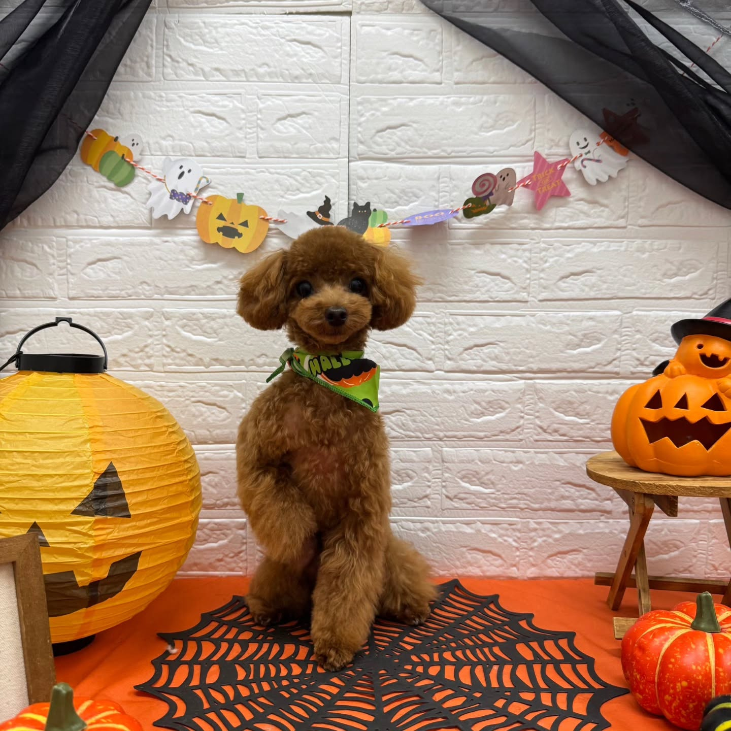 🎃🦇🕸🎃🦇🕸🎃🦇🕸