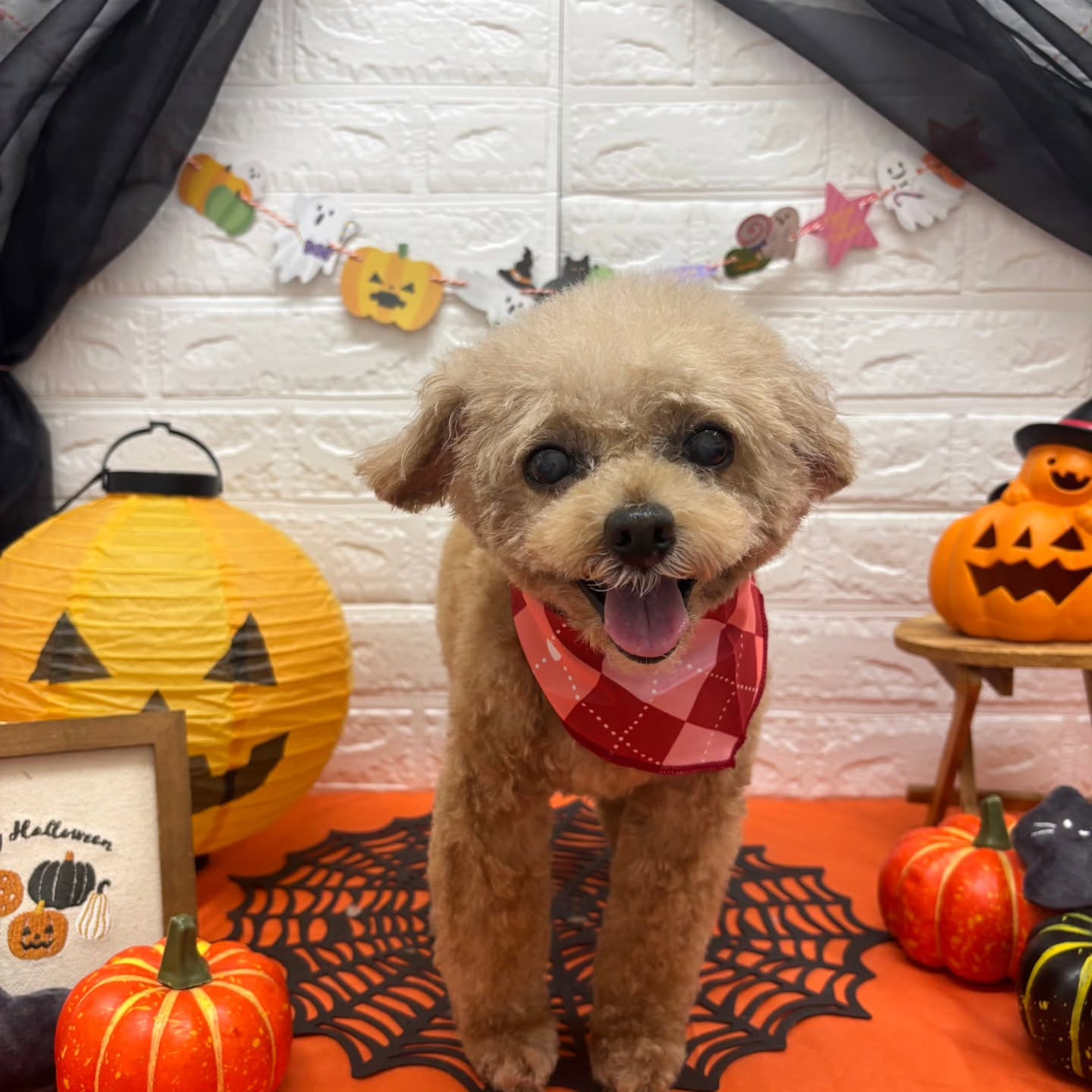 🎃🦇🕸🎃🦇🕸🎃🦇🕸