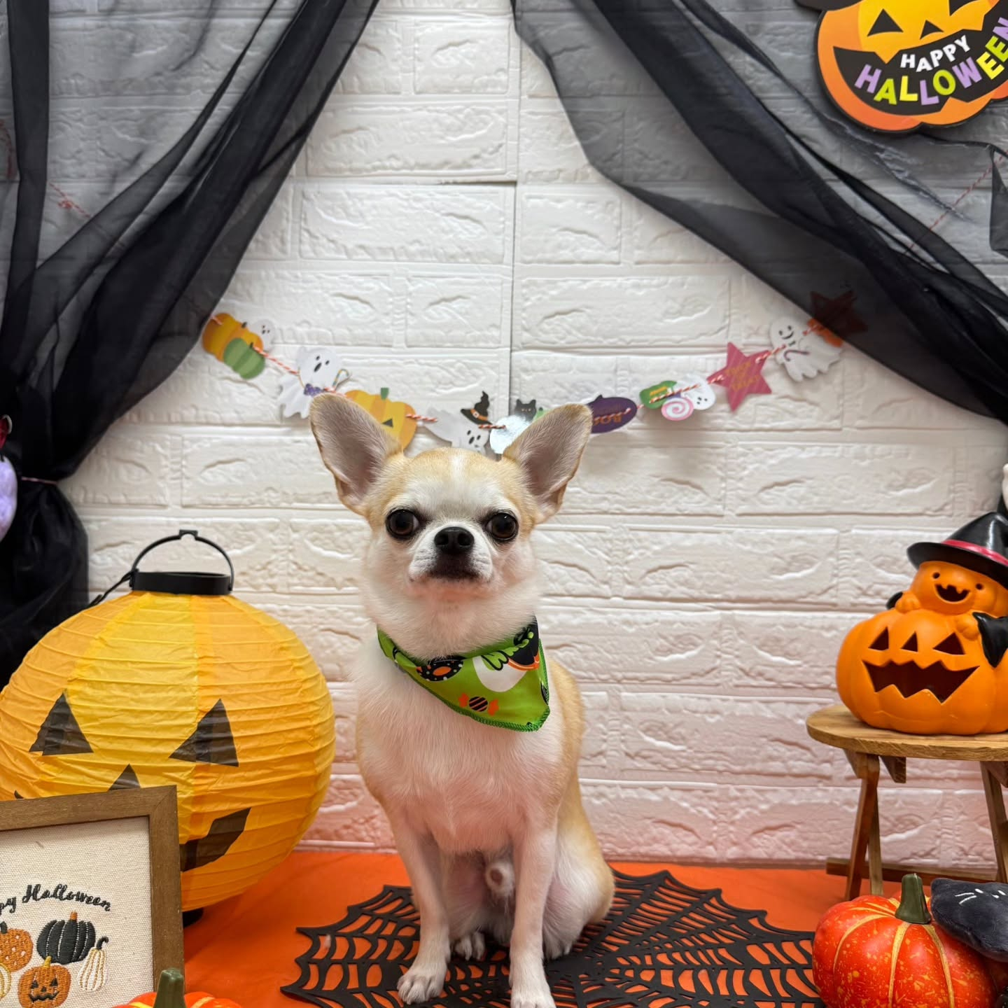 🎃🦇🕸🎃🦇🕸🎃🦇🕸