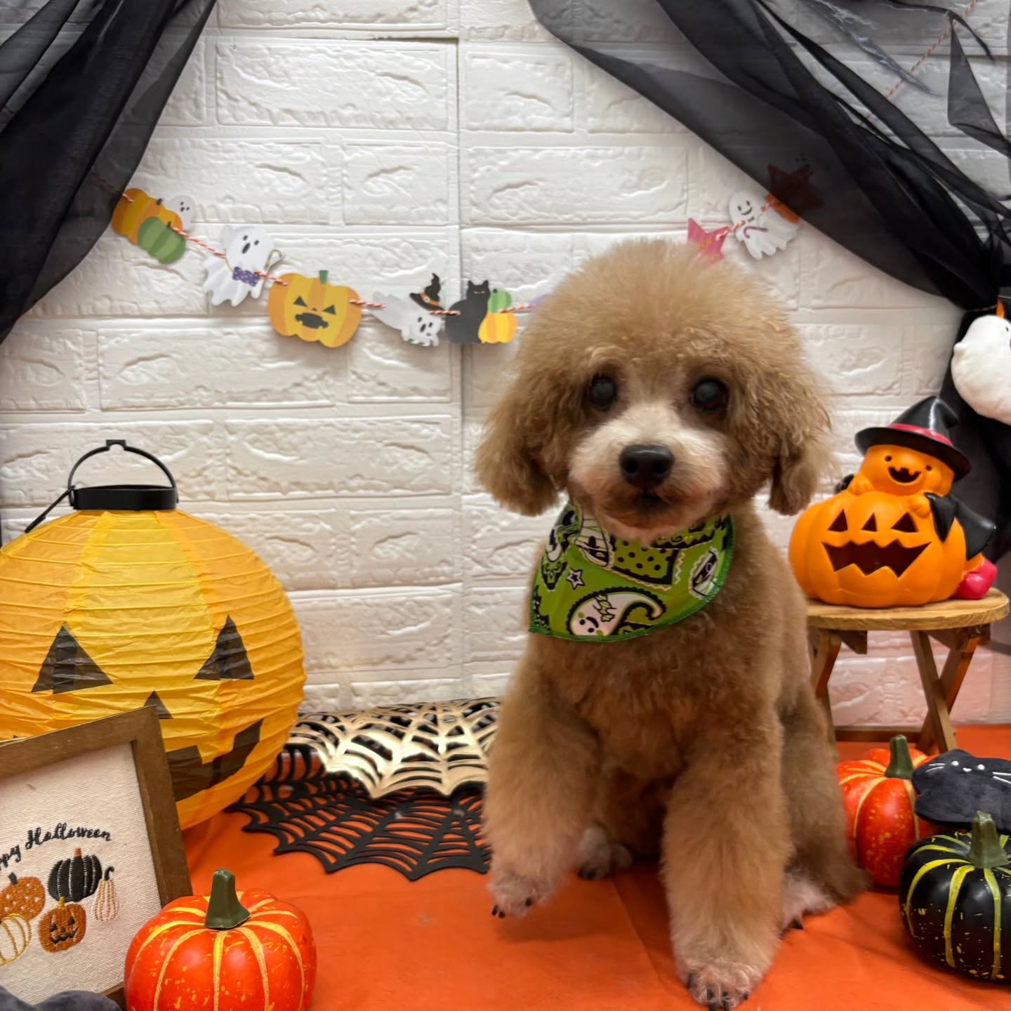 🎃🦇🕸🎃🦇🕸🎃🦇🕸