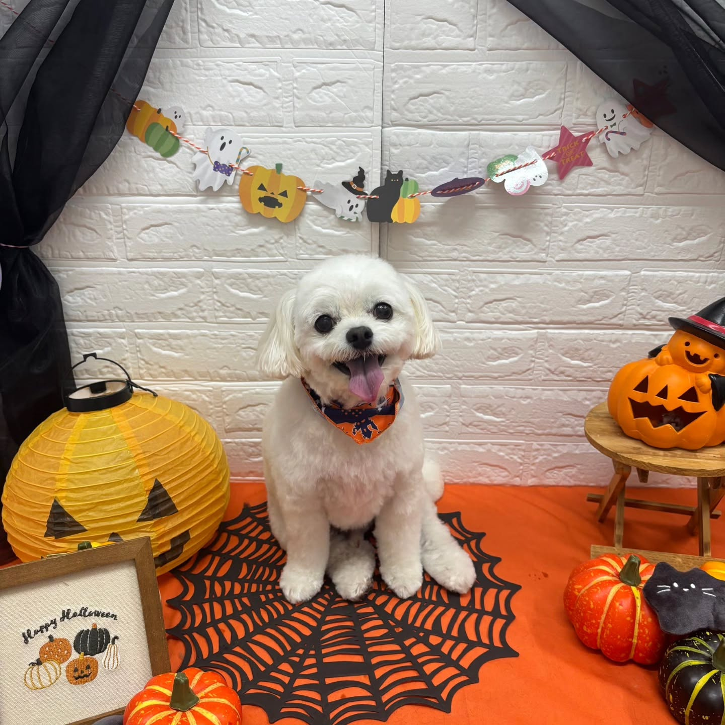 🎃🦇🕸🎃🦇🕸🎃🦇🕸