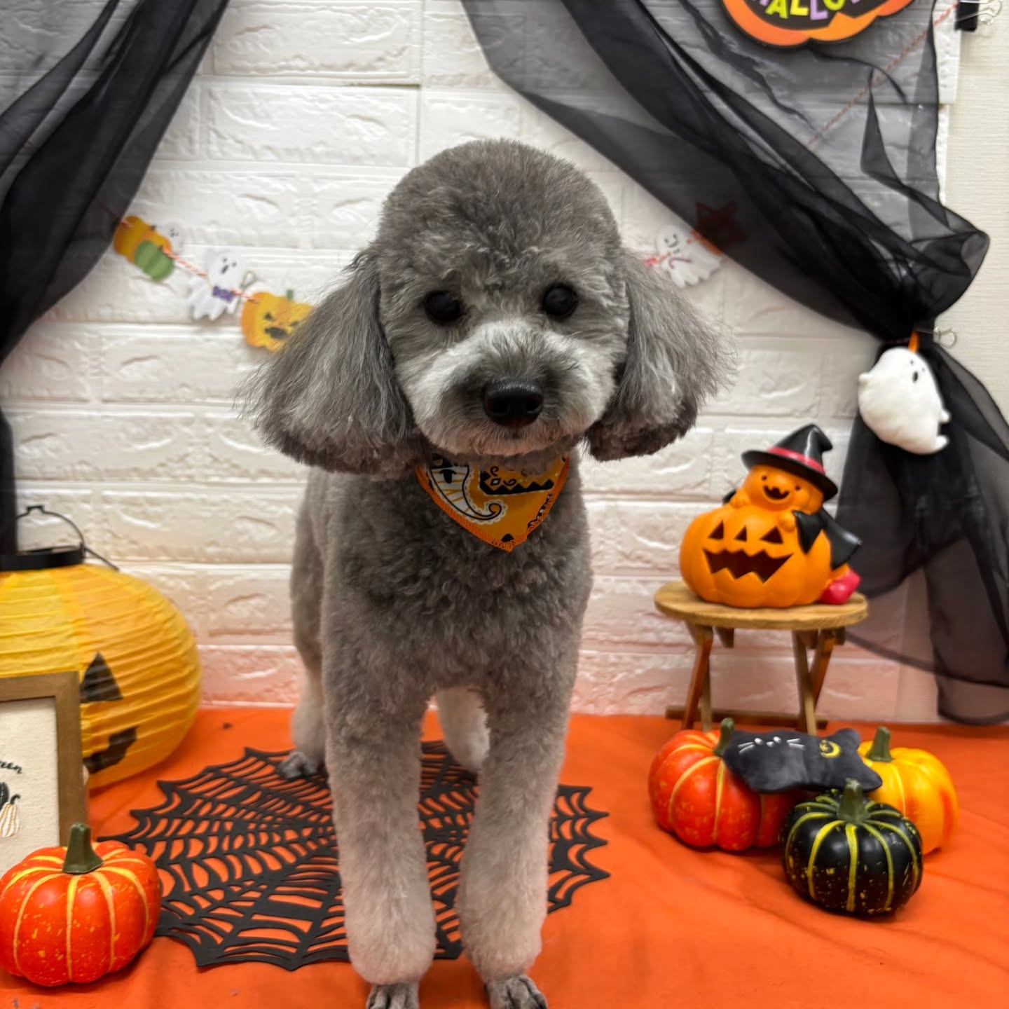 ๐๐ฆ๐ธ๐๐ฆ๐ธ๐๐ฆ๐ธ