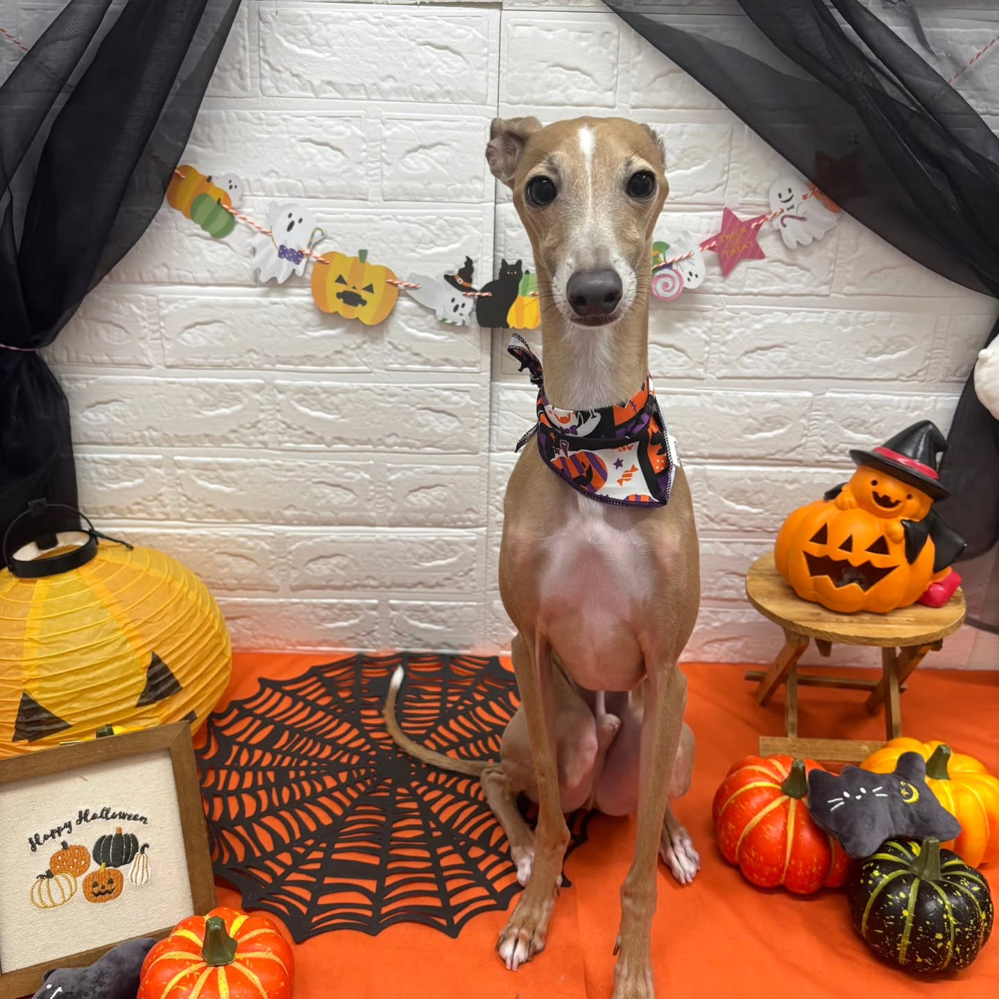 ๐๐ฆ๐ธ๐๐ฆ๐ธ๐๐ฆ๐ธ