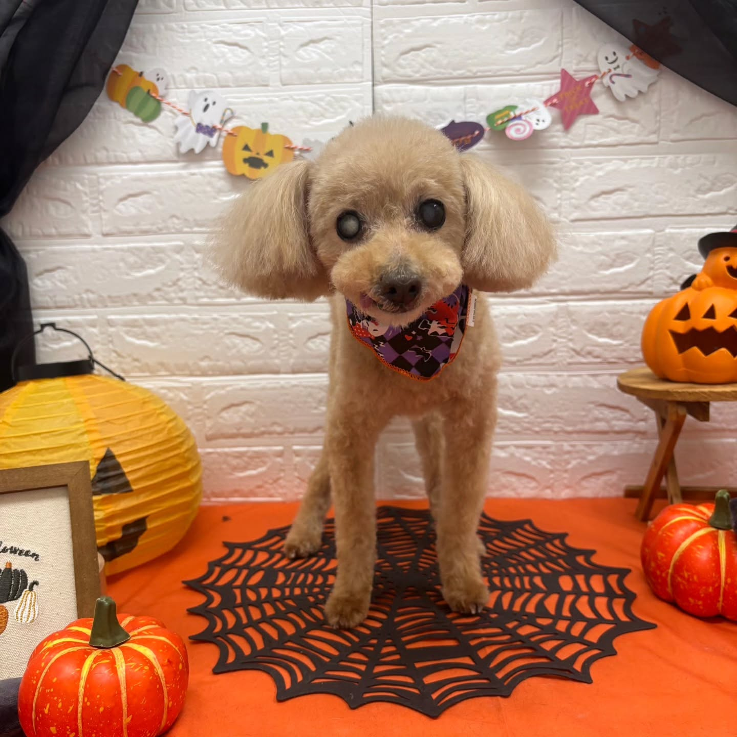 ๐๐ฆ๐ธ๐๐ฆ๐ธ๐๐ฆ๐ธ