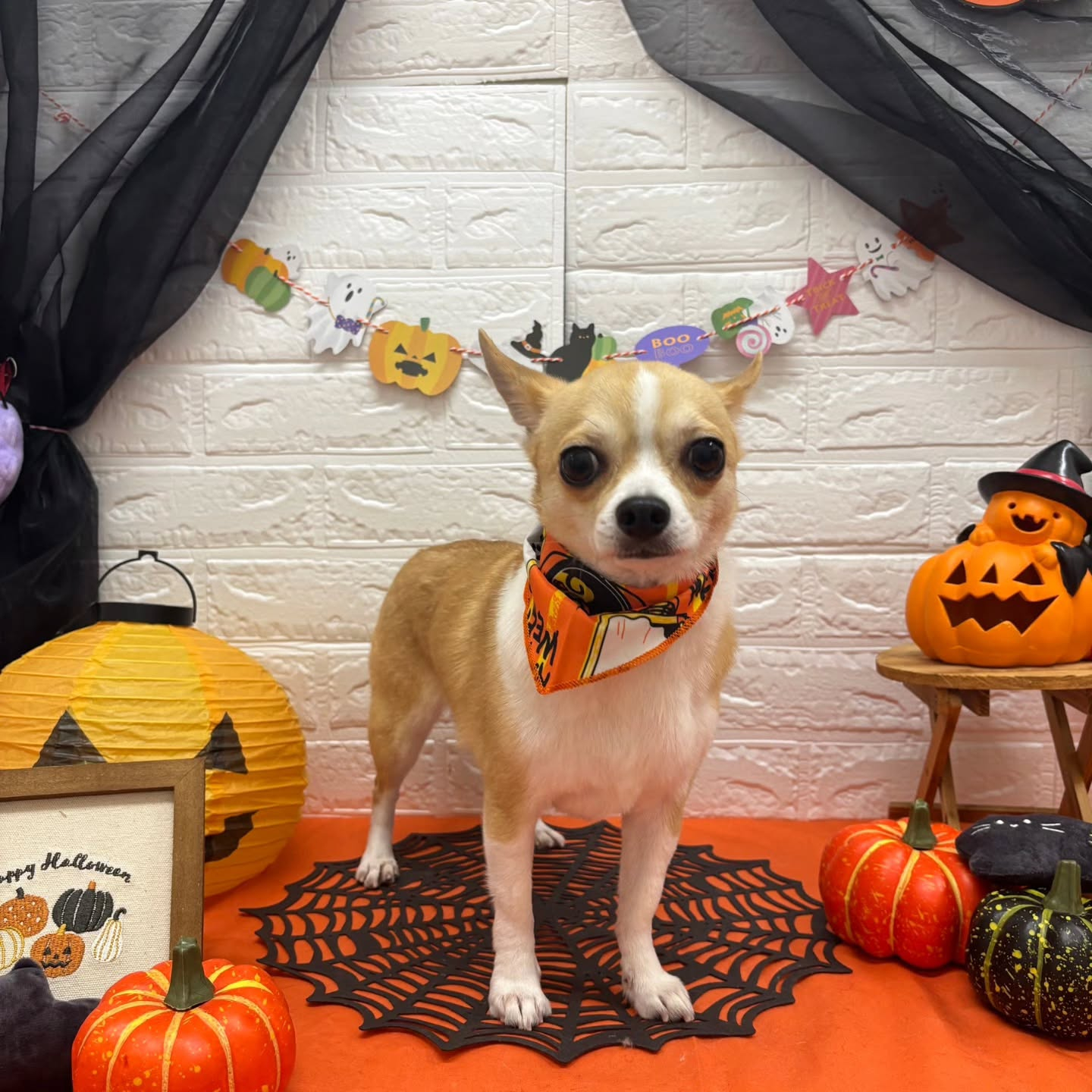 ๐๐ฆ๐ธ๐๐ฆ๐ธ๐๐ฆ๐ธ