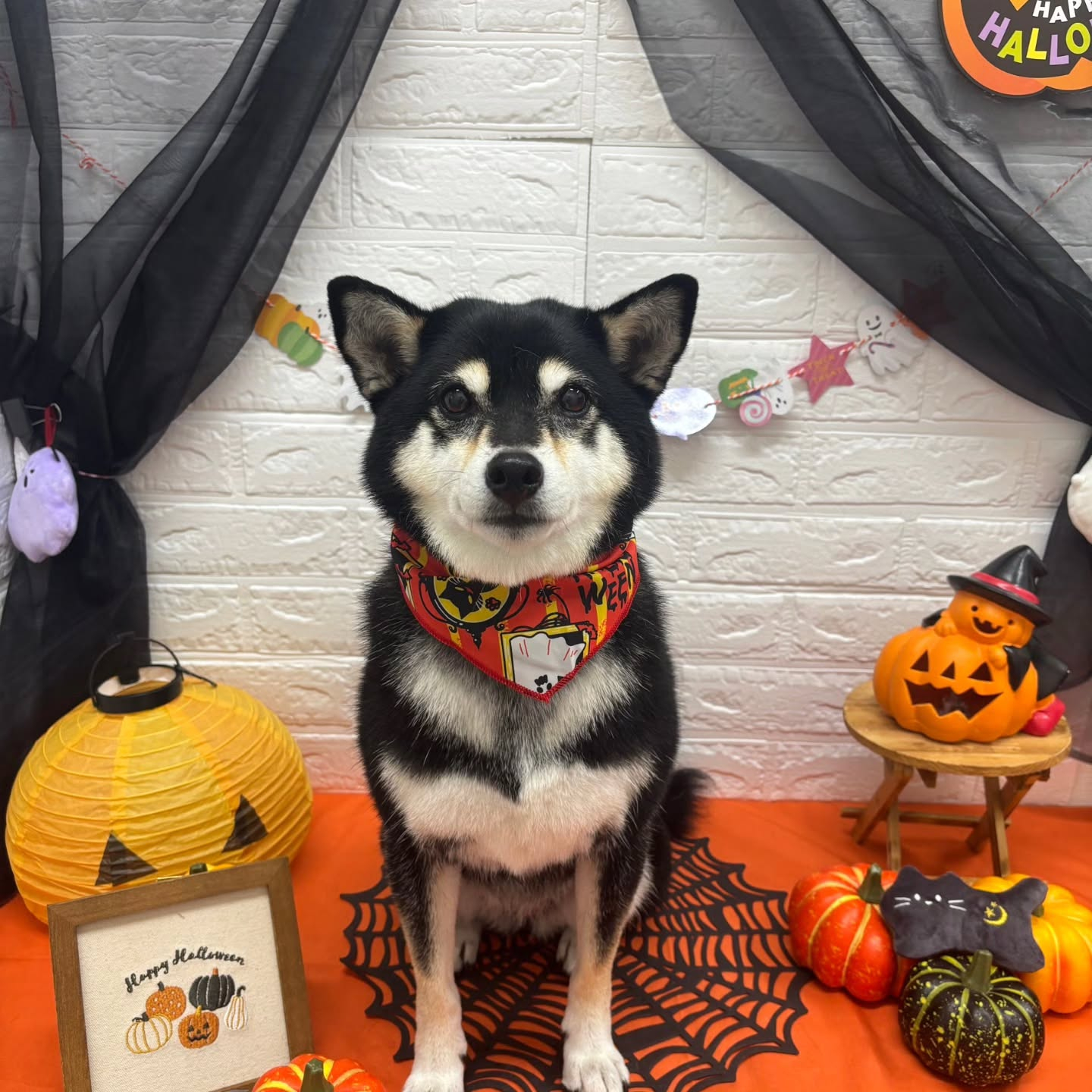 ๐๐ฆ๐ธ๐๐ฆ๐ธ๐๐ฆ๐ธ