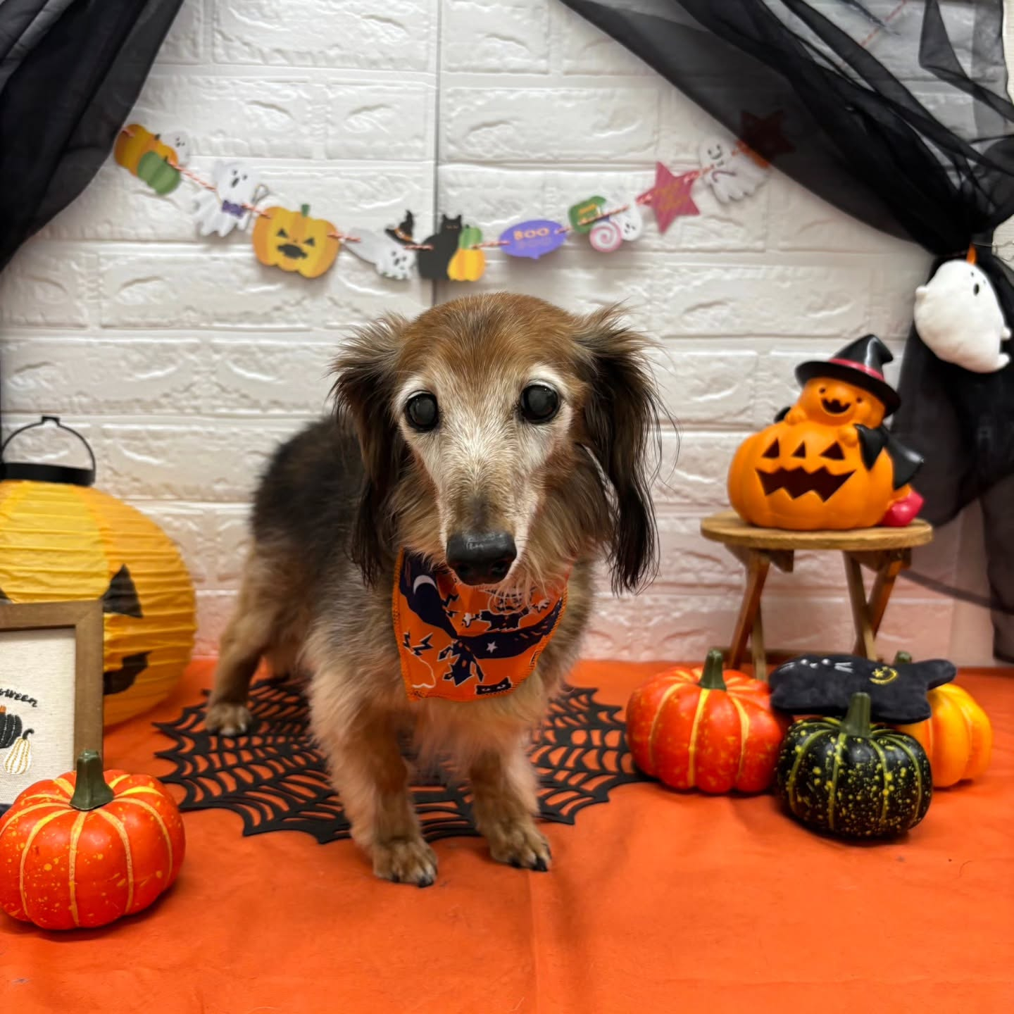 ๐๐ฆ๐ธ๐๐ฆ๐ธ๐๐ฆ๐ธ