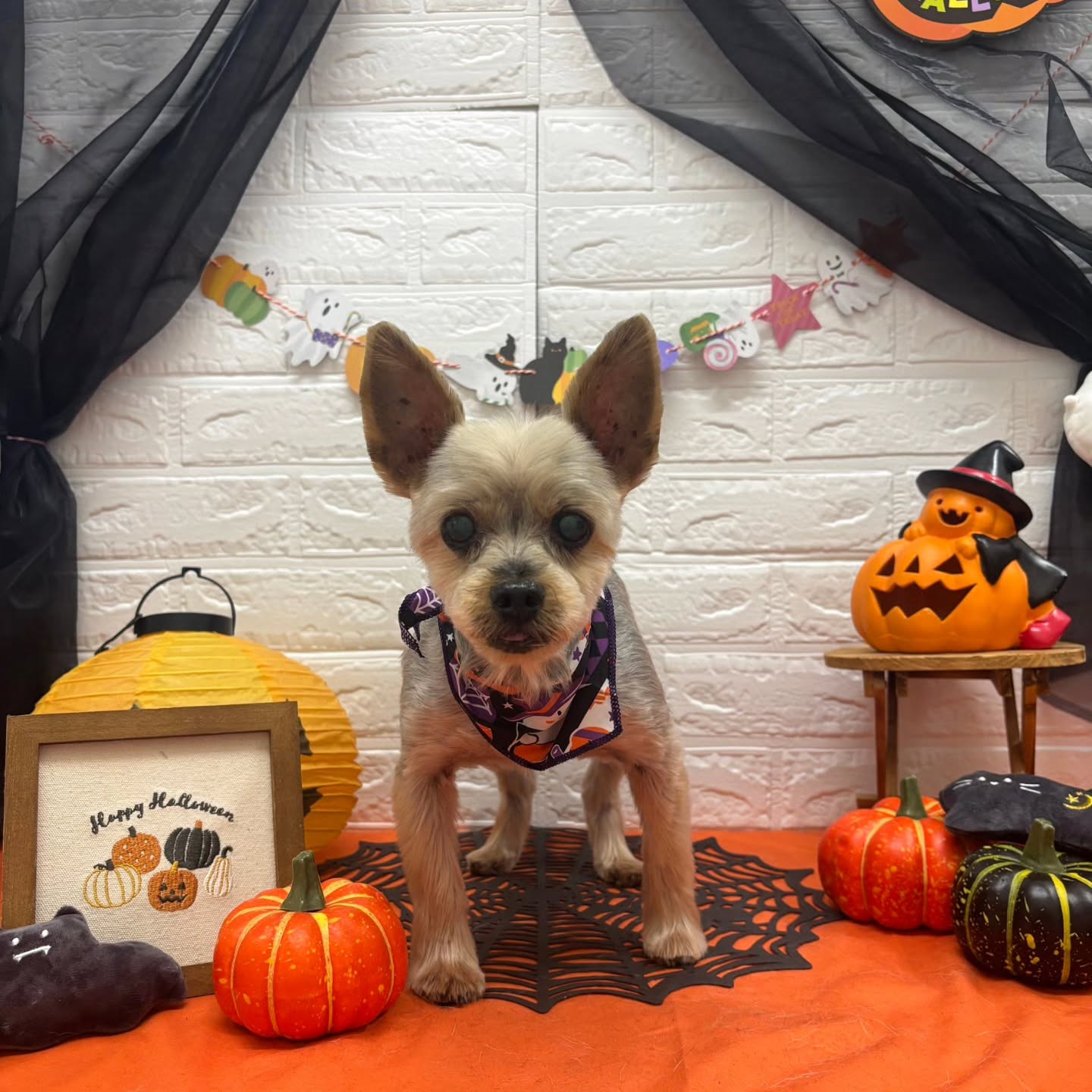 🎃🦇🕸🎃🦇🕸🎃🦇🕸