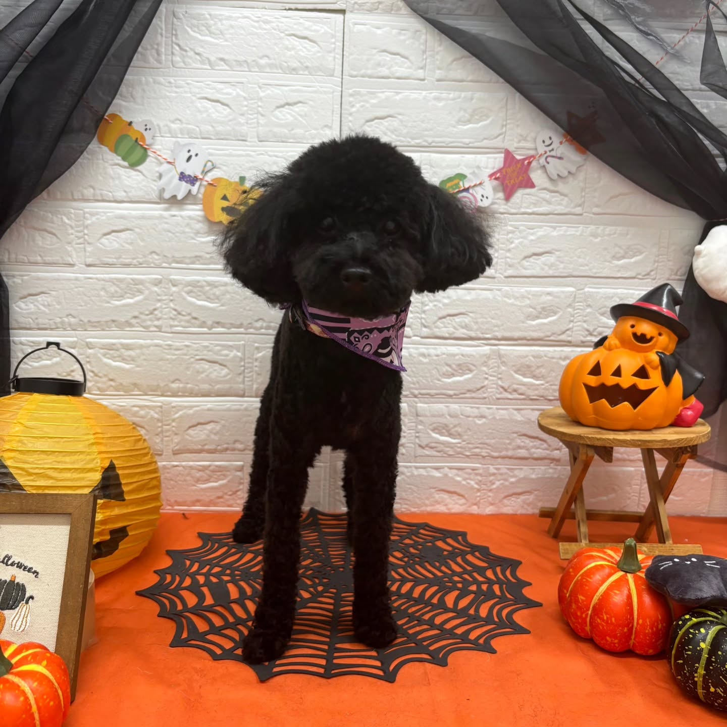 🎃🦇🕸🎃🦇🕸🎃🦇🕸