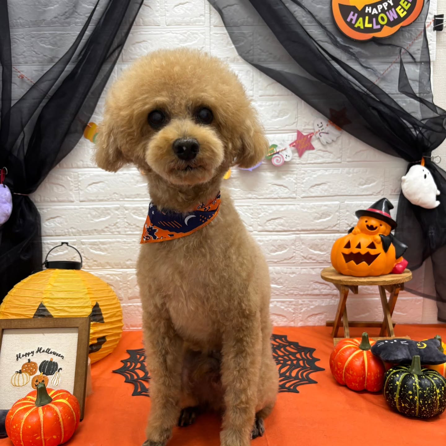 🎃🦇🕸🎃🦇🕸🎃🦇🕸