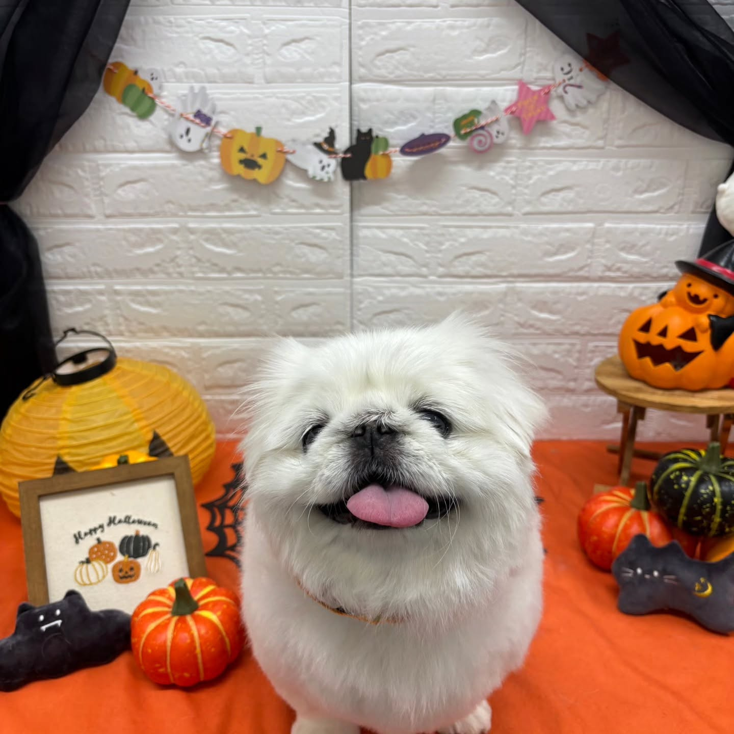 🎃🦇🕸🎃🦇🕸🎃🦇🕸