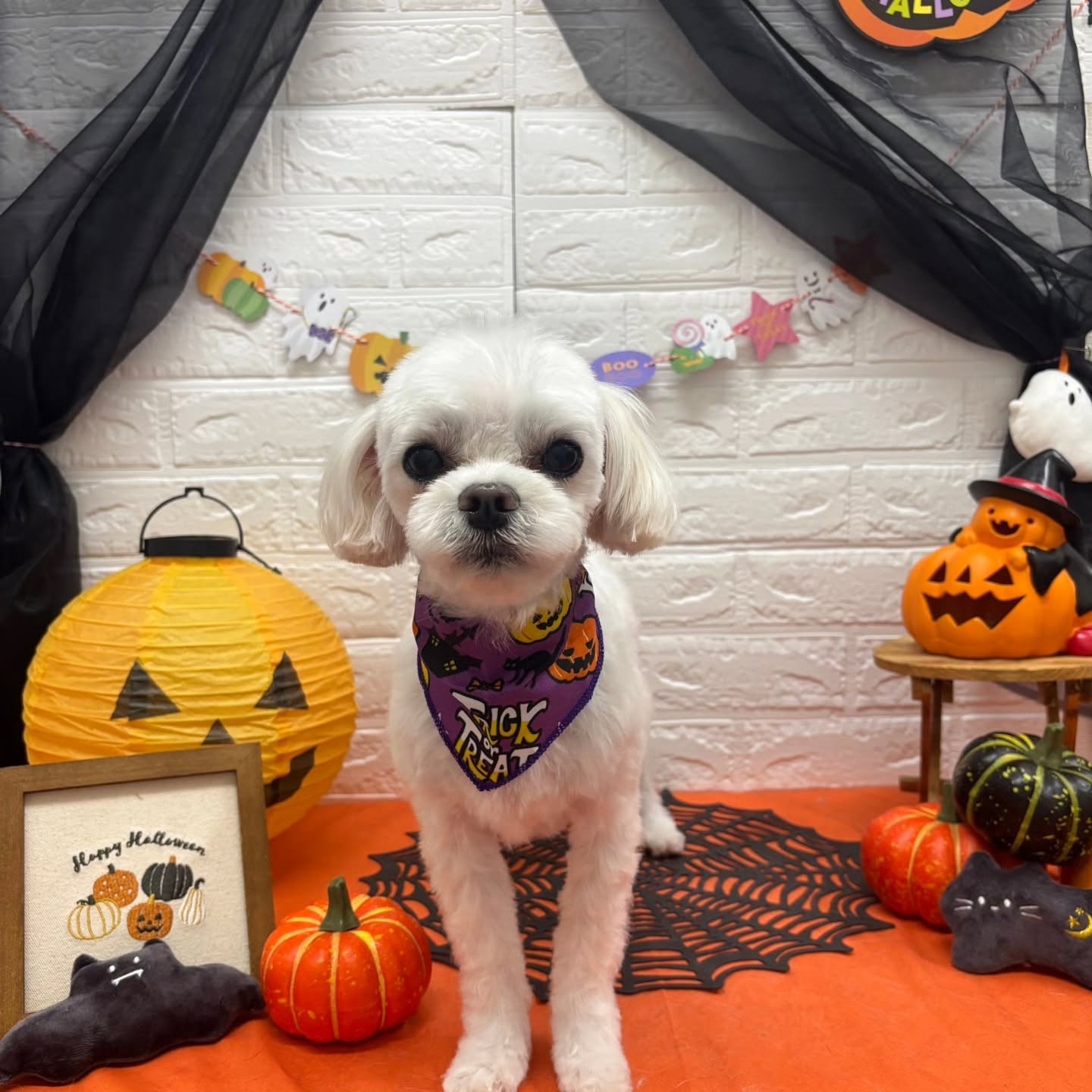 🎃🦇🕸🎃🦇🕸🎃🦇🕸