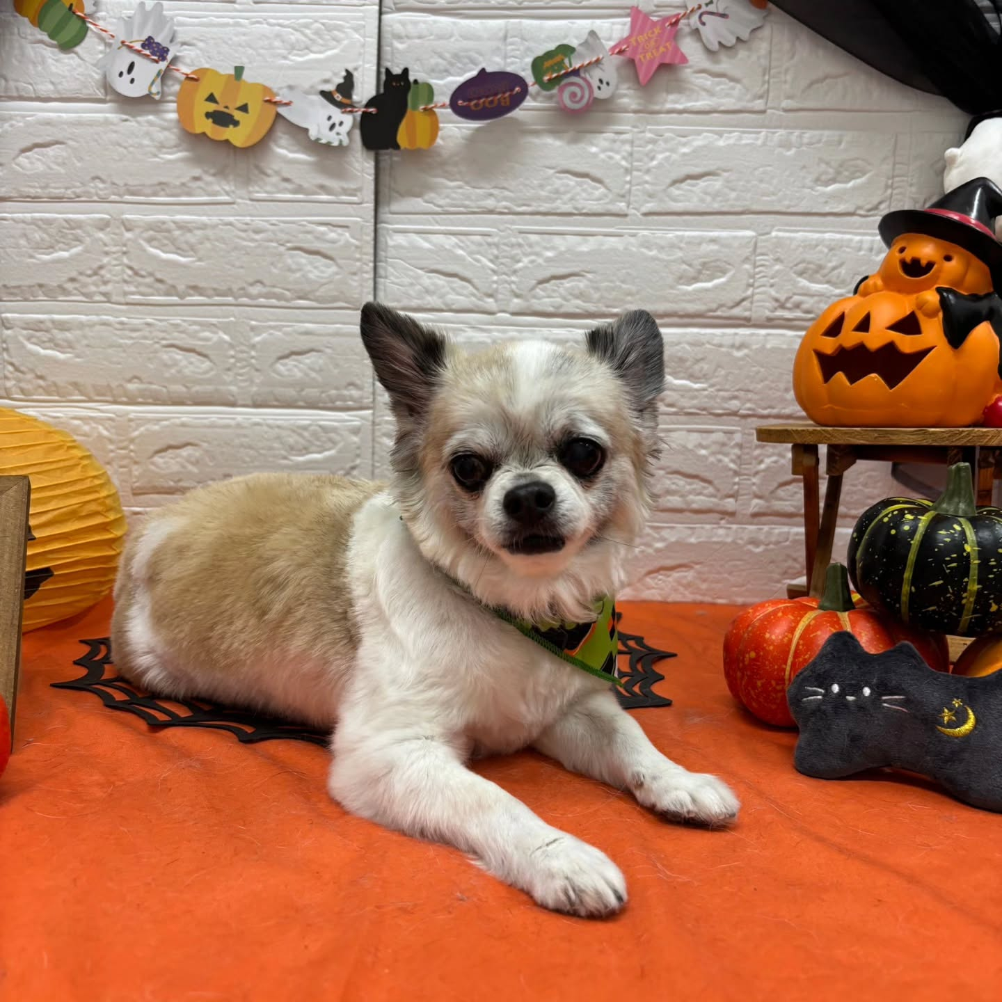 🎃🦇🕸🎃🦇🕸🎃🦇🕸