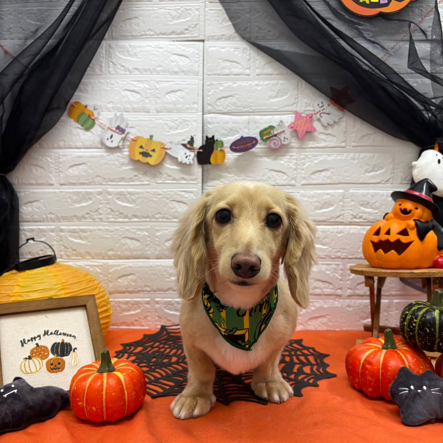 🎃🦇🕸🎃🦇🕸🎃🦇🕸