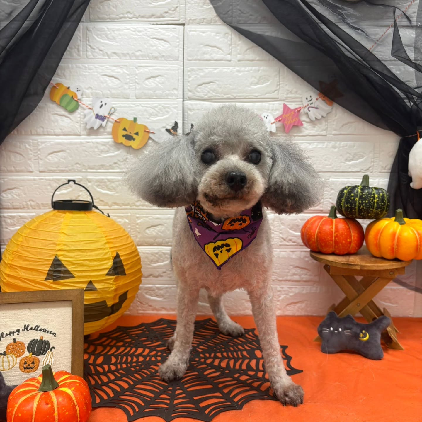 🎃🦇🕸🎃🦇🕸🎃🦇🕸