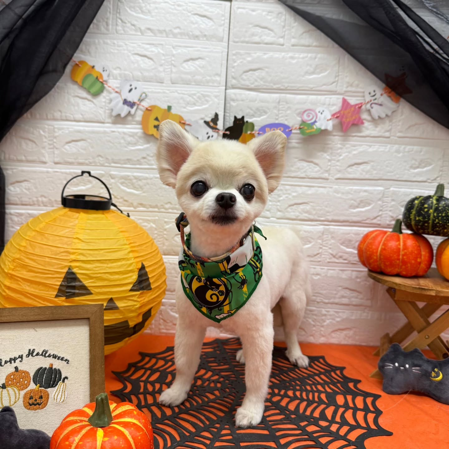 🎃🦇🕸🎃🦇🕸🎃🦇🕸