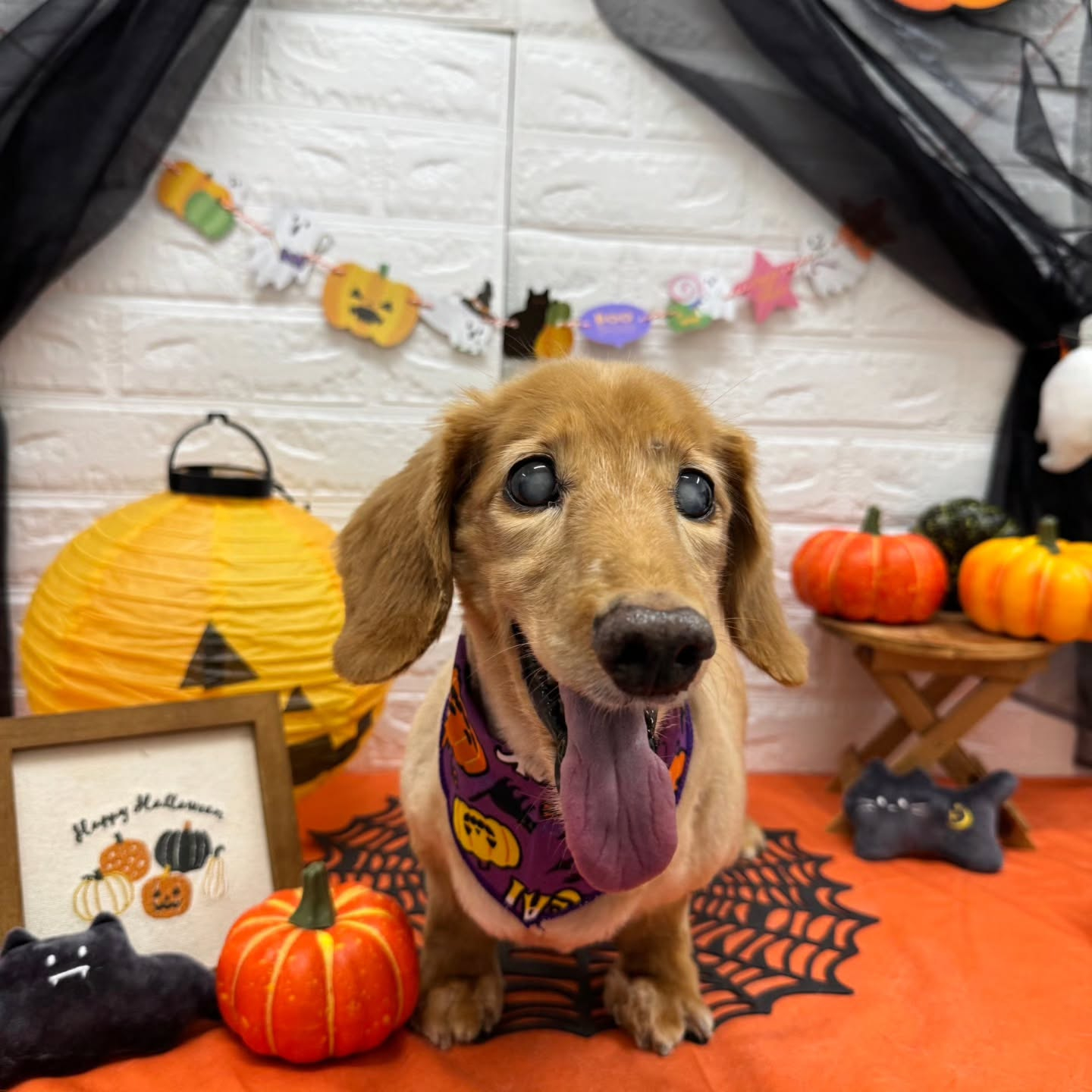 🎃🦇🕸🎃🦇🕸🎃🦇🕸